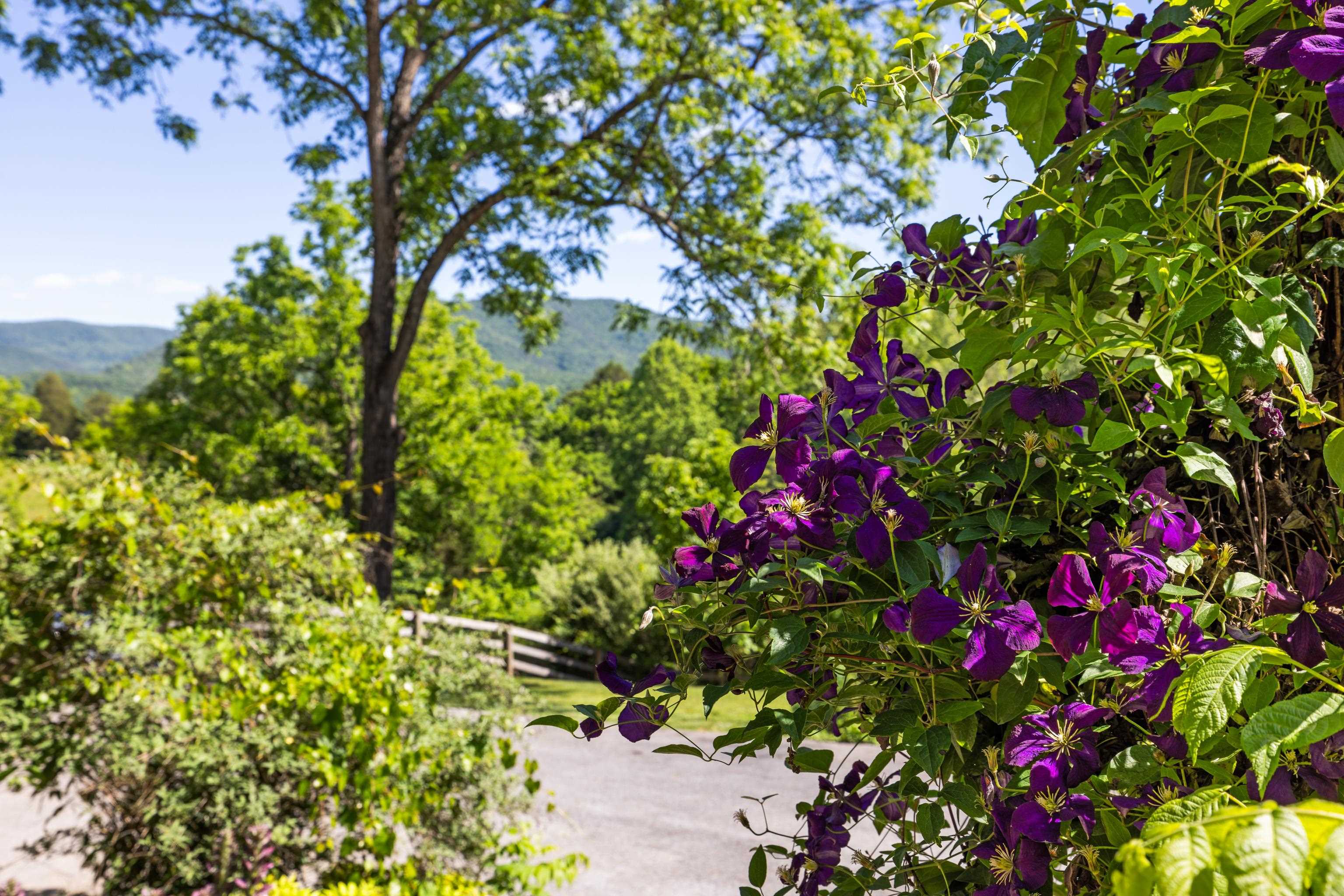 560 AGNERS MILL RD, LEXINGTON, Virginia 24450, 3 Bedrooms Bedrooms, ,2 BathroomsBathrooms,Residential,560 AGNERS MILL RD,678082 MLS # 678082 560 AGNERS MILL RD, LEXINGTON, Virginia 24450, 3 Bedrooms Bedrooms, ,2 BathroomsBathrooms,Residential,560 AGNERS MILL RD,678082 MLS # 678082