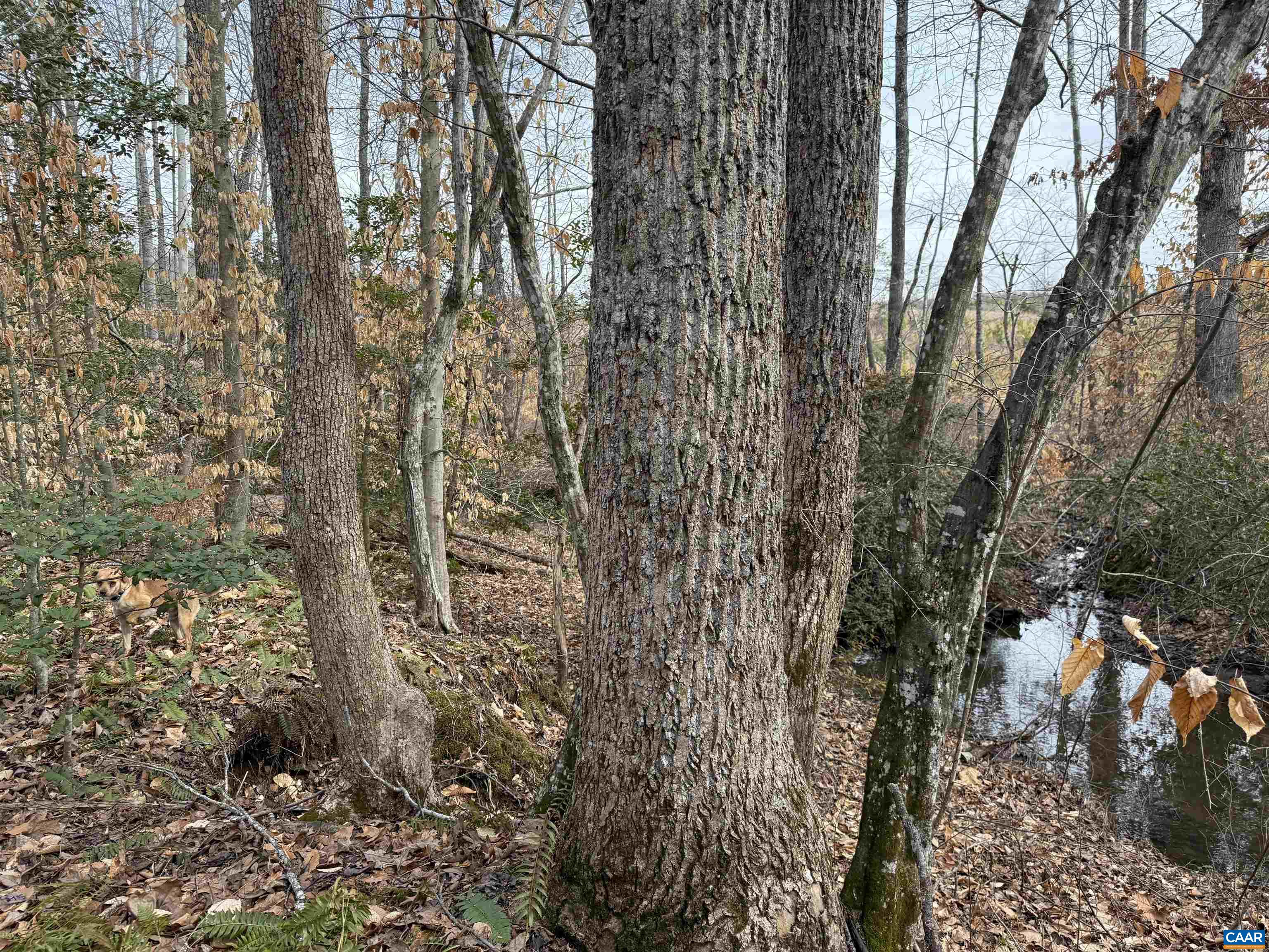 TBD COMMUNITY HOUSE RD, KENTS STORE, Virginia 23084, ,Land,TBD COMMUNITY HOUSE RD,678790 MLS # 678790