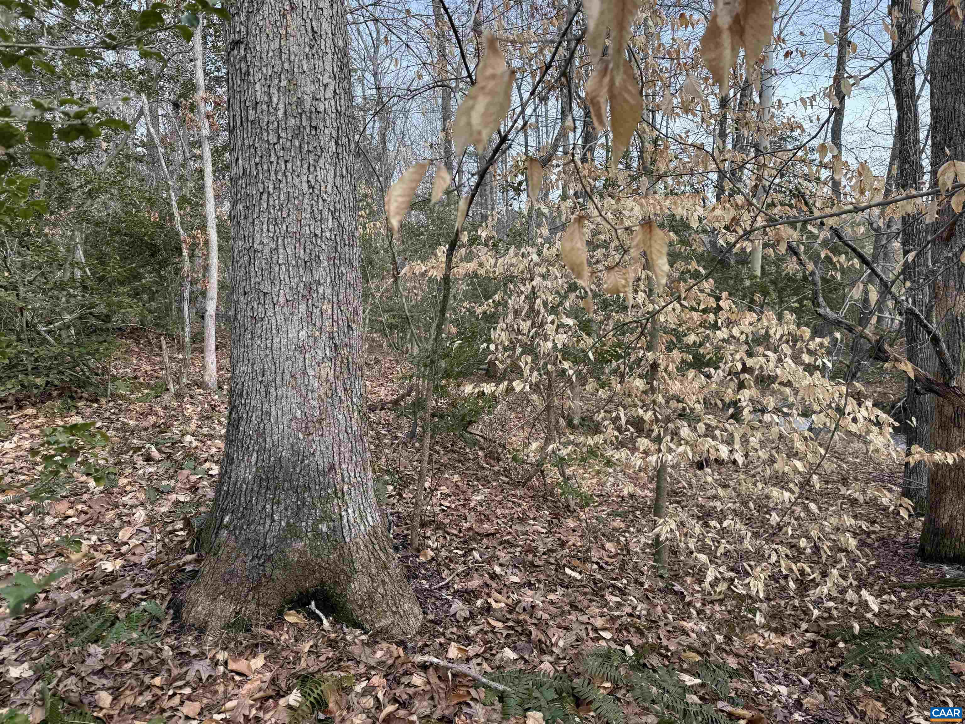 TBD COMMUNITY HOUSE RD, KENTS STORE, Virginia 23084, ,Land,TBD COMMUNITY HOUSE RD,678790 MLS # 678790