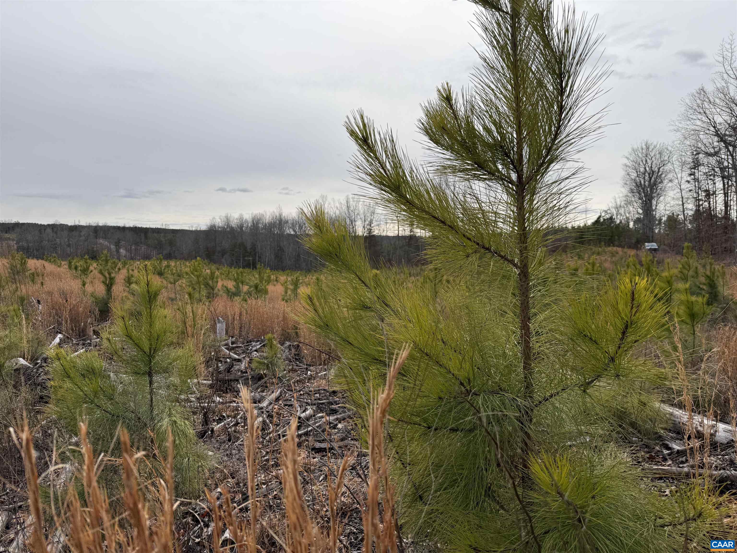 TBD COMMUNITY HOUSE RD, KENTS STORE, Virginia 23084, ,Land,TBD COMMUNITY HOUSE RD,678790 MLS # 678790