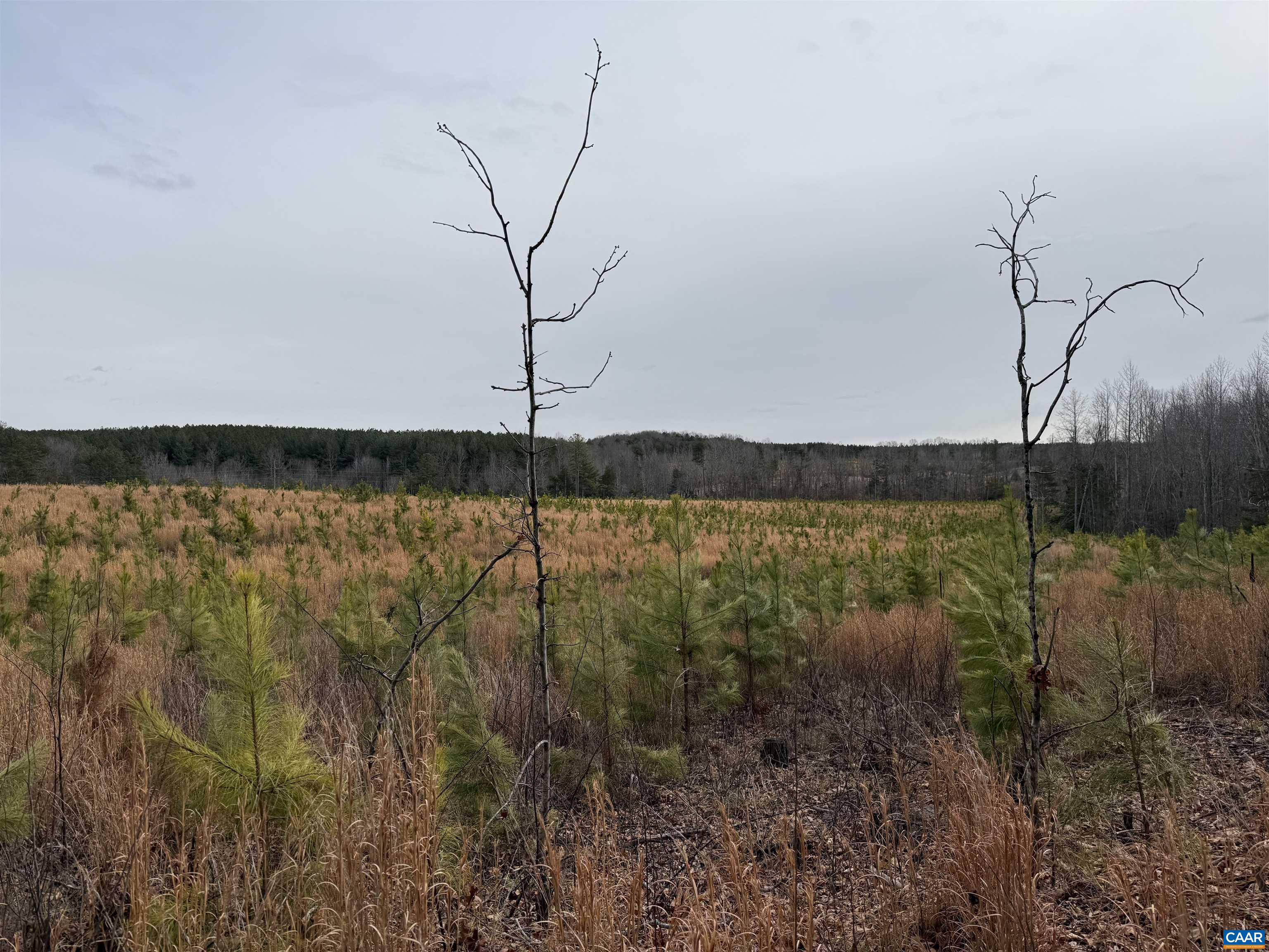 TBD COMMUNITY HOUSE RD, KENTS STORE, Virginia 23084, ,Land,TBD COMMUNITY HOUSE RD,678790 MLS # 678790