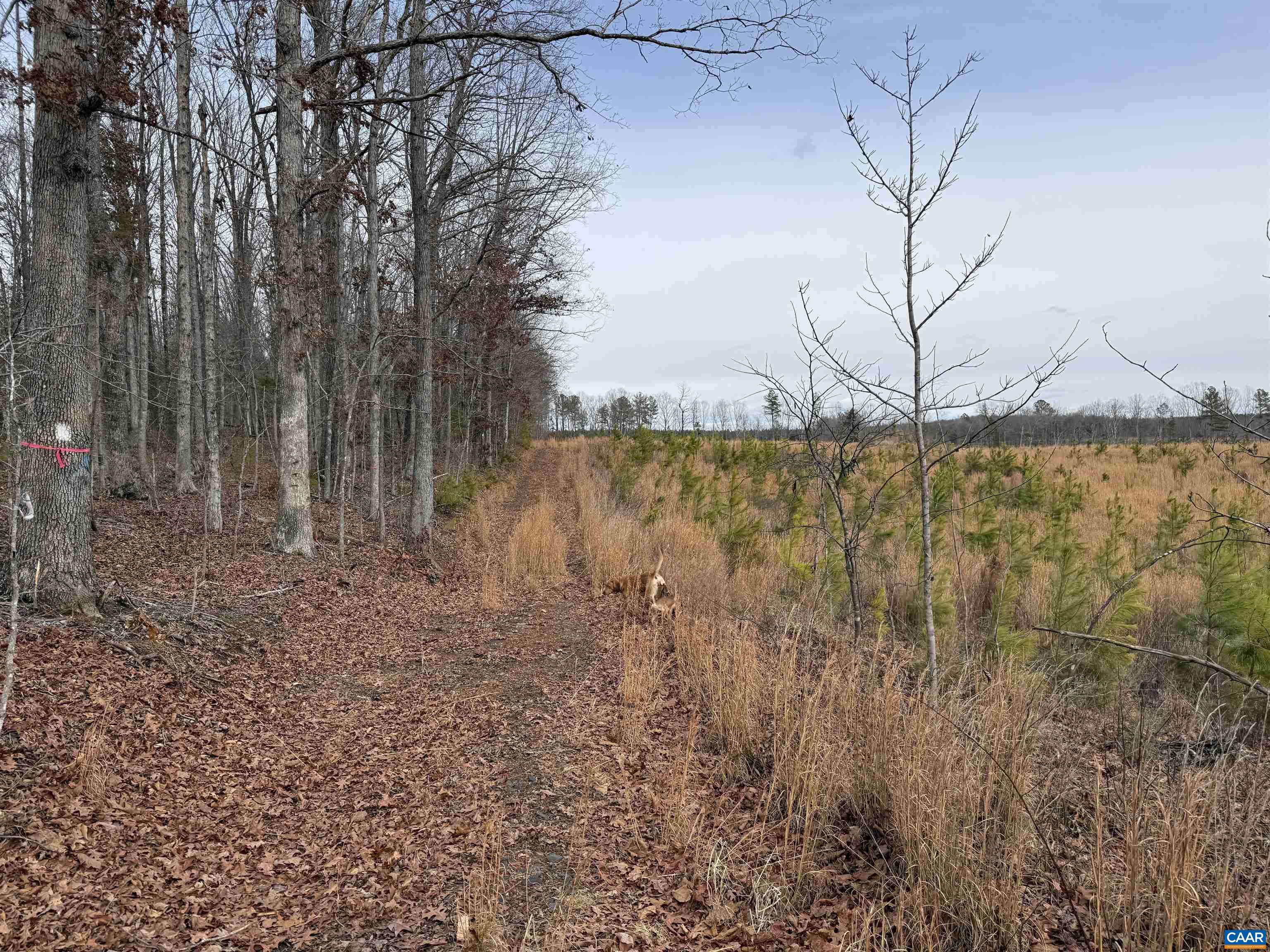 TBD COMMUNITY HOUSE RD, KENTS STORE, Virginia 23084, ,Land,TBD COMMUNITY HOUSE RD,678790 MLS # 678790
