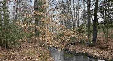 TBD COMMUNITY HOUSE RD, KENTS STORE, Virginia 23084, ,Land,TBD COMMUNITY HOUSE RD,678790 MLS # 678790