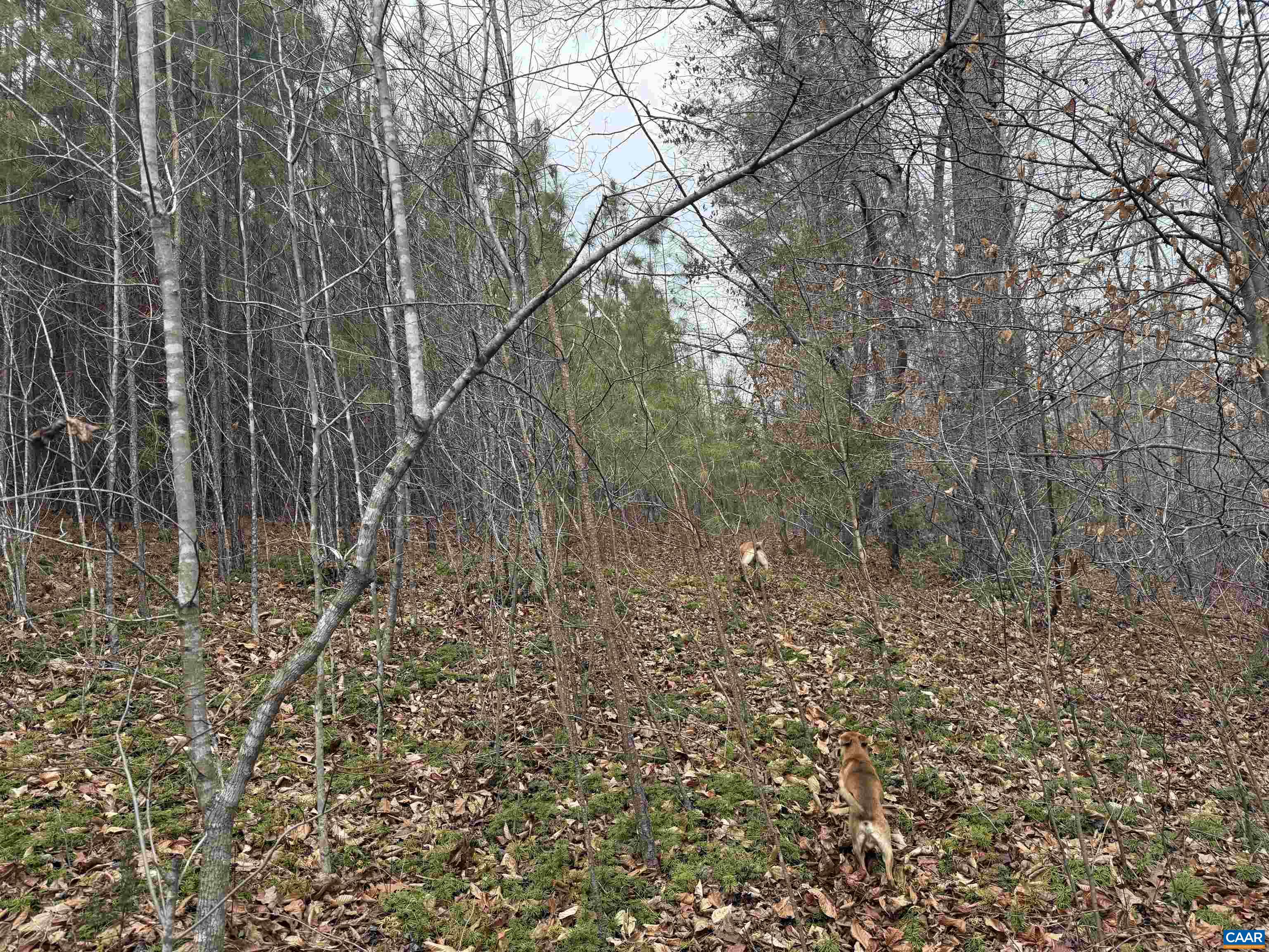 C2 HARDWARE RD, ARVONIA, Virginia 23004, ,Land,C2 HARDWARE RD,678791 MLS # 678791