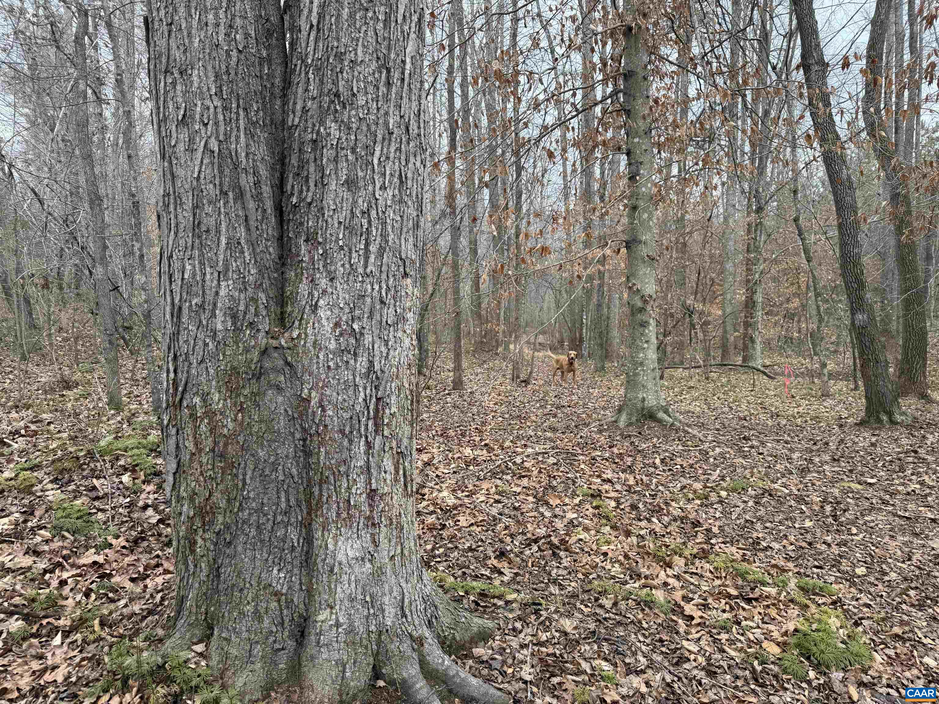 TBD 1 HARDWARE RD, ARVONIA, Virginia 23004, ,Land,TBD 1 HARDWARE RD,678794 MLS # 678794