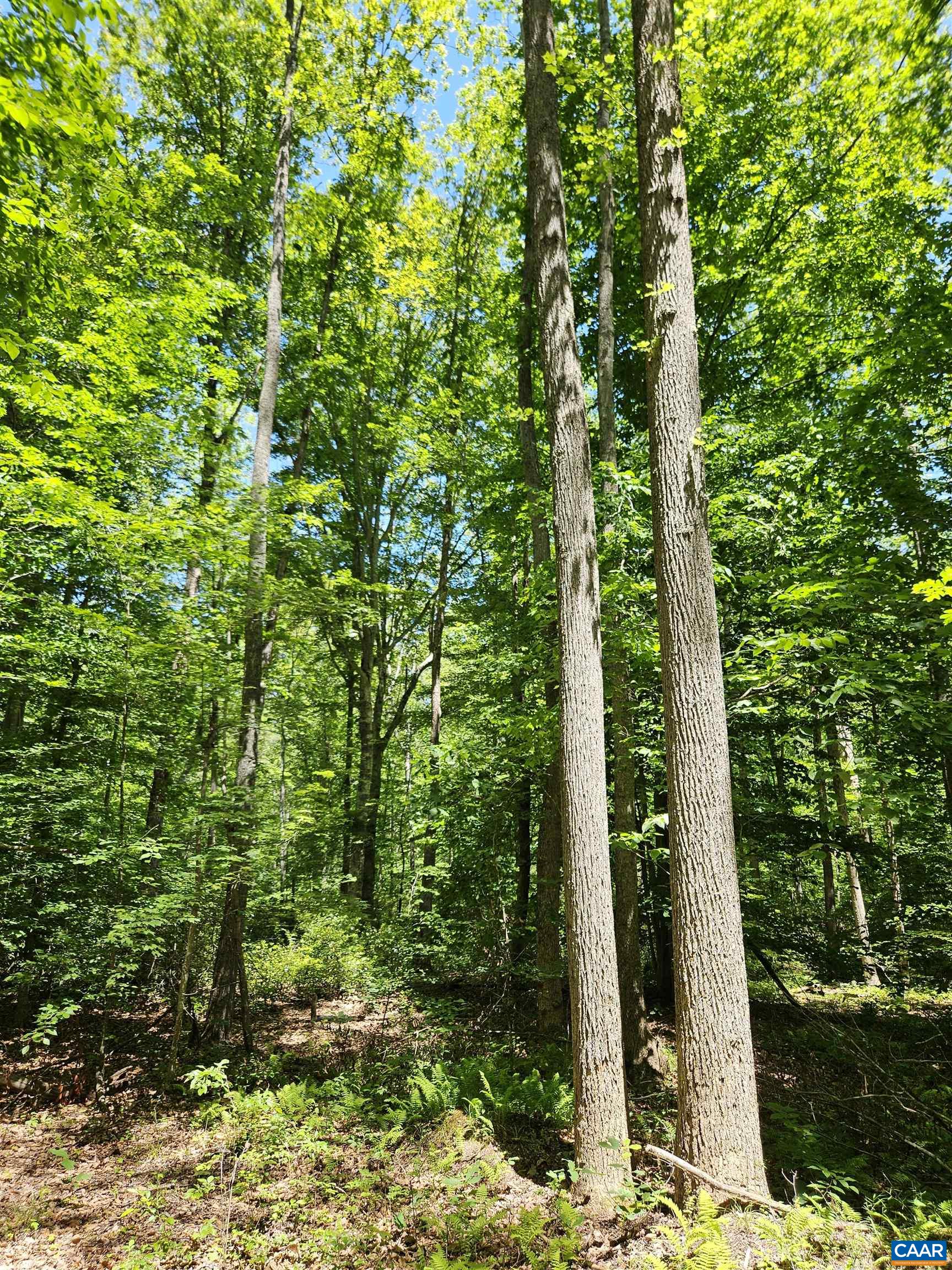 MANTEO RD, BUCKINGHAM, Virginia 23921, ,Land,MANTEO RD,678969 MLS # 678969 MANTEO RD, BUCKINGHAM, Virginia 23921, ,Land,MANTEO RD,678969 MLS # 678969