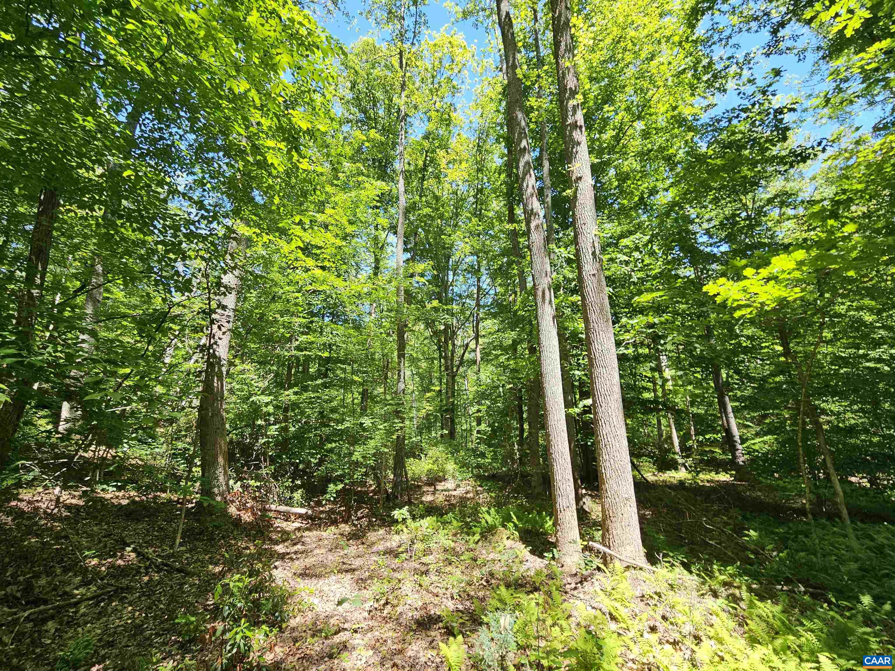 MANTEO RD, BUCKINGHAM, Virginia 23921, ,Land,MANTEO RD,678969 MLS # 678969 MANTEO RD, BUCKINGHAM, Virginia 23921, ,Land,MANTEO RD,678969 MLS # 678969