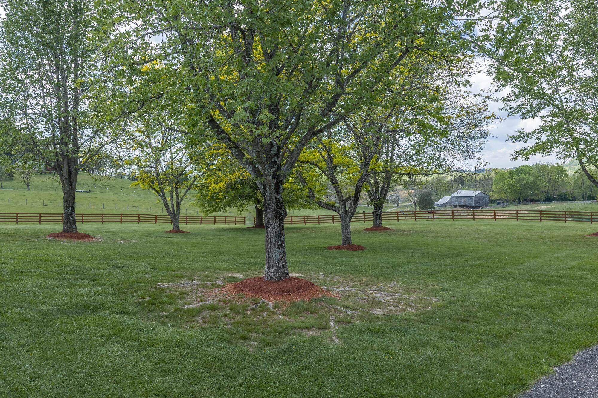 Mature trees and landscaping