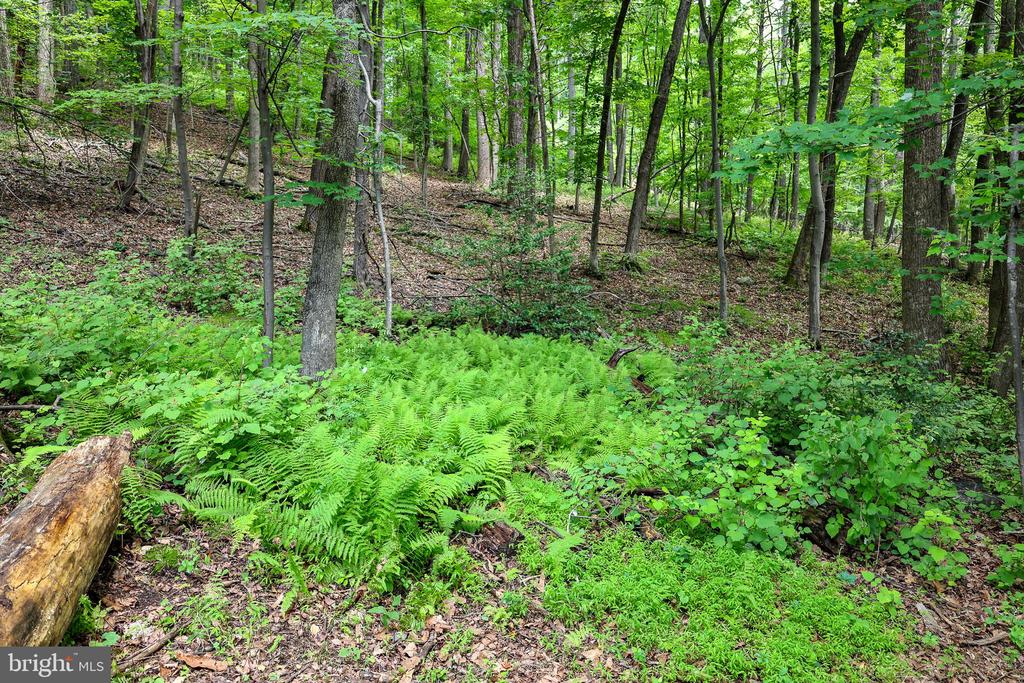 COMPTONS RD, CASTLETON, Virginia 22716, ,Land,COMPTONS RD,VARP2002680 MLS # VARP2002680 COMPTONS RD, CASTLETON, Virginia 22716, ,Land,COMPTONS RD,VARP2002680 MLS # VARP2002680