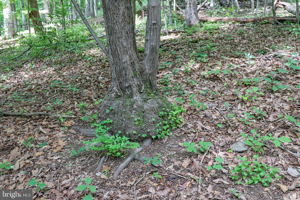 COMPTONS RD, CASTLETON, Virginia 22716, ,Land,COMPTONS RD,VARP2002680 MLS # VARP2002680 COMPTONS RD, CASTLETON, Virginia 22716, ,Land,COMPTONS RD,VARP2002680 MLS # VARP2002680