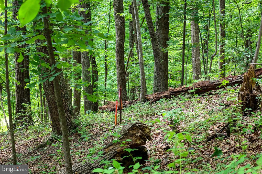 COMPTONS RD, CASTLETON, Virginia 22716, ,Land,COMPTONS RD,VARP2002680 MLS # VARP2002680 COMPTONS RD, CASTLETON, Virginia 22716, ,Land,COMPTONS RD,VARP2002680 MLS # VARP2002680
