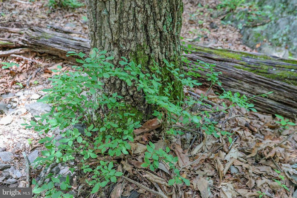 COMPTONS RD, CASTLETON, Virginia 22716, ,Land,COMPTONS RD,VARP2002680 MLS # VARP2002680 COMPTONS RD, CASTLETON, Virginia 22716, ,Land,COMPTONS RD,VARP2002680 MLS # VARP2002680