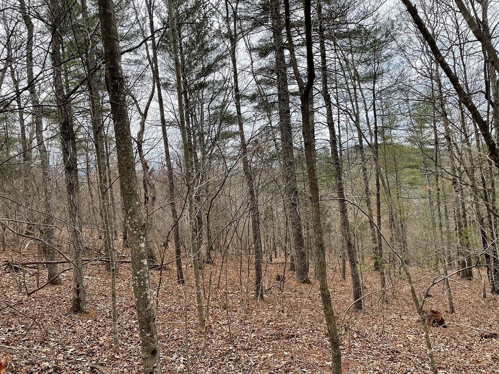 70-131 ESTALINE VALLEY RD, CRAIGSVILLE, Virginia 24430, ,Land,70-131 ESTALINE VALLEY RD,642126 MLS # 642126 70-131 ESTALINE VALLEY RD, CRAIGSVILLE, Virginia 24430, ,Land,70-131 ESTALINE VALLEY RD,642126 MLS # 642126