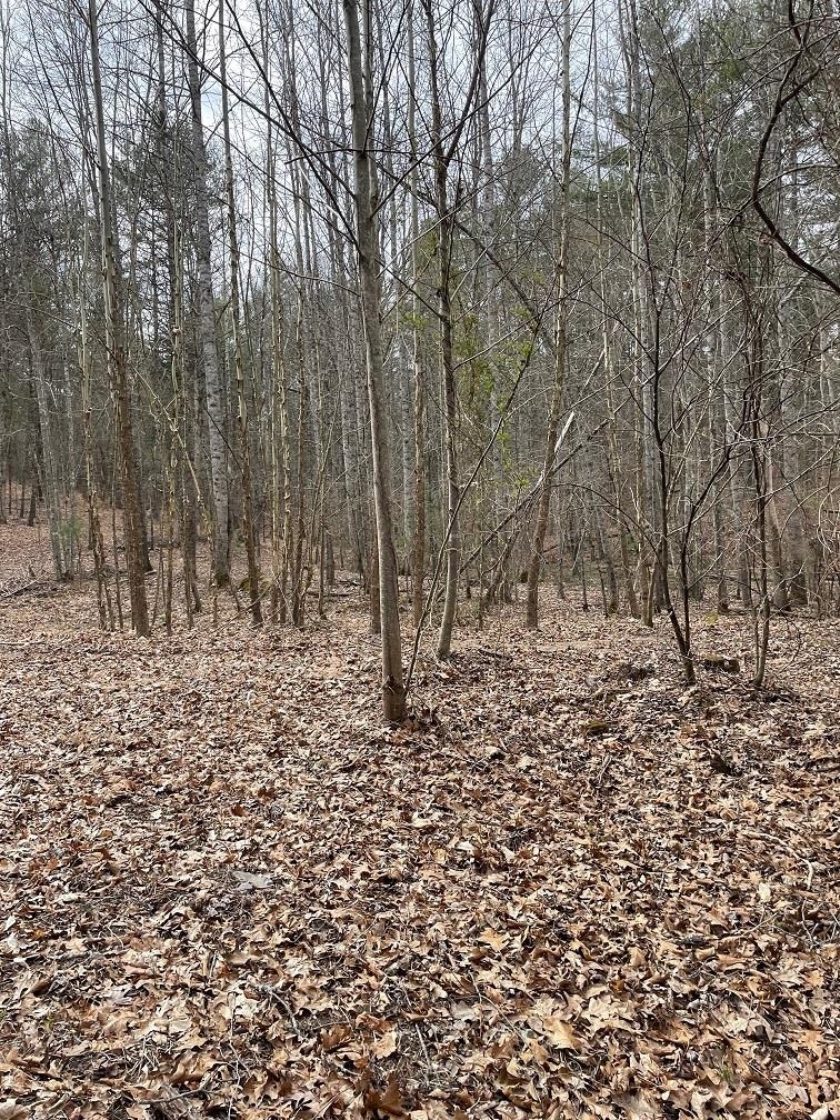 70-131 ESTALINE VALLEY RD, CRAIGSVILLE, Virginia 24430, ,Land,70-131 ESTALINE VALLEY RD,642126 MLS # 642126 70-131 ESTALINE VALLEY RD, CRAIGSVILLE, Virginia 24430, ,Land,70-131 ESTALINE VALLEY RD,642126 MLS # 642126
