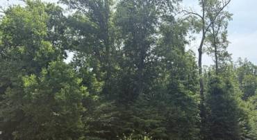 L11 MARIN CT, CHARLOTTESVILLE, Virginia 22901, ,Land,L11 MARIN CT,679022 MLS # 679022