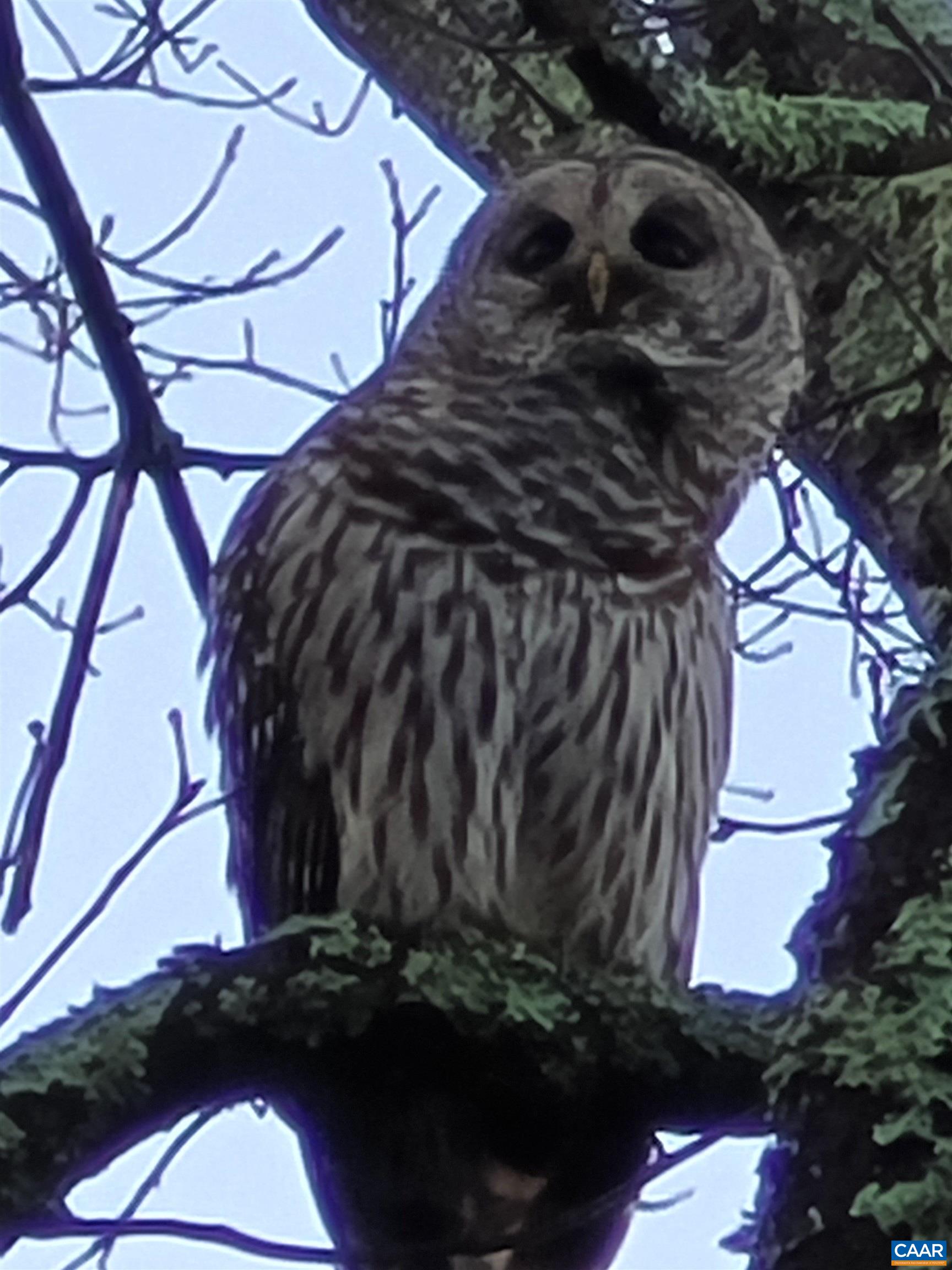 Occasional backyard visitors! Occasional backyard visitors!