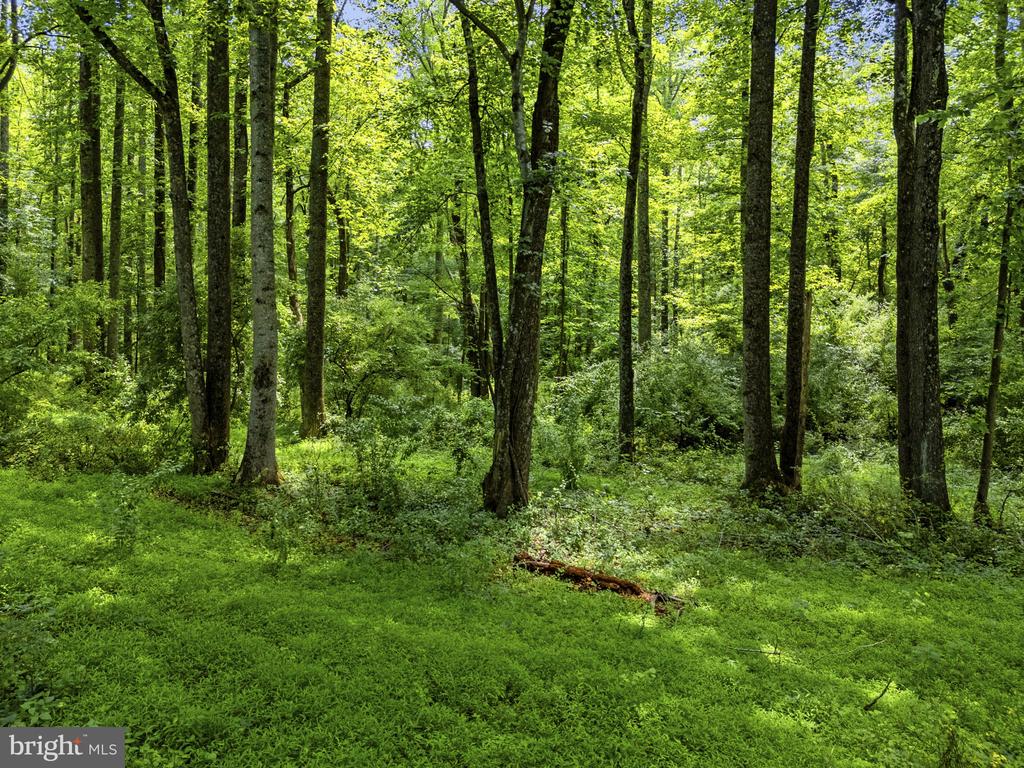 COUNTRY CREEK, AMISSVILLE, Virginia 20106, ,Land,COUNTRY CREEK,VACU2014232 MLS # VACU2014232