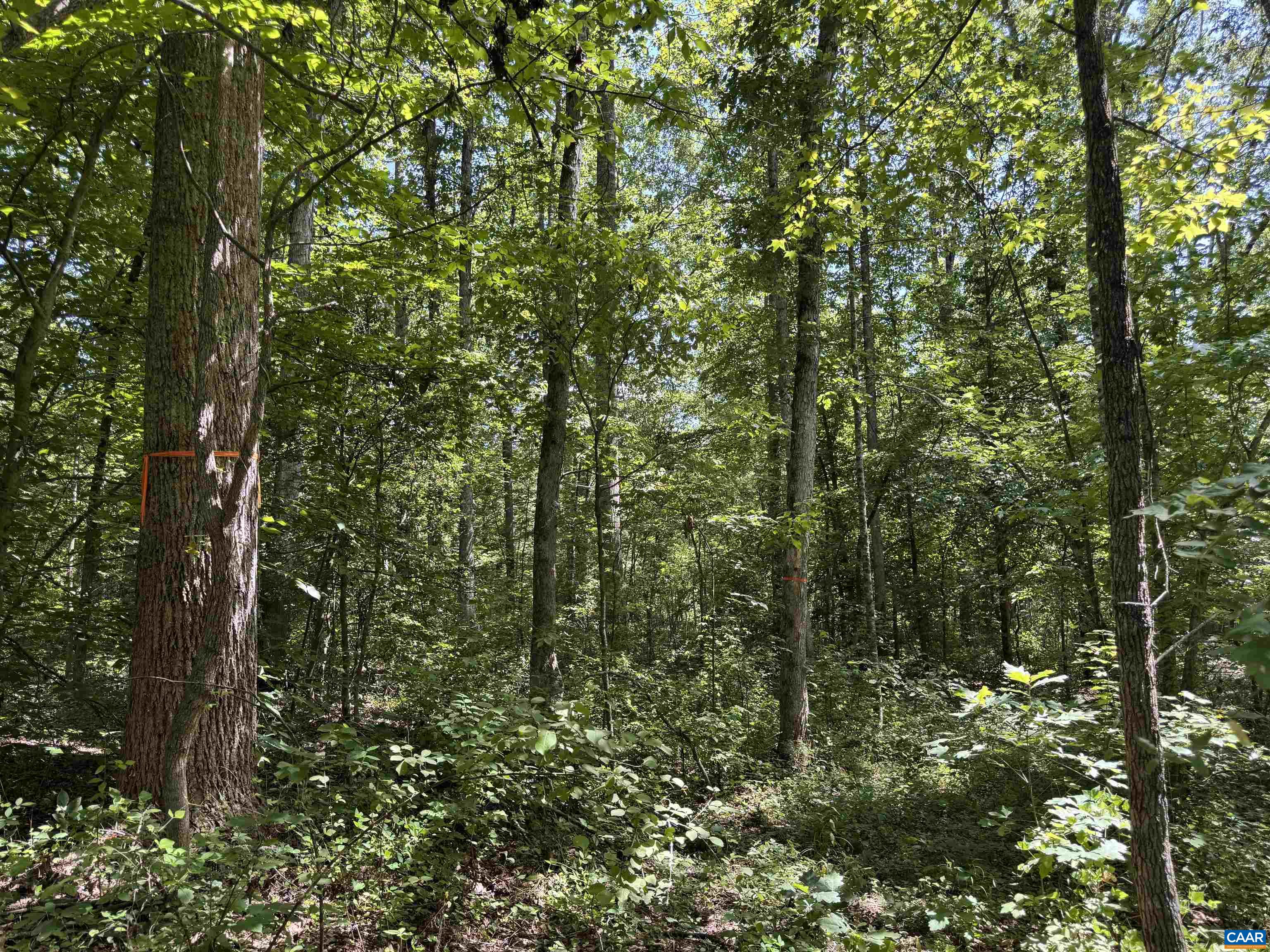 0 BAMBI CT, BEAVERDAM, Virginia 23015, ,Land,Wards Forest Lot 1 Sec C,0 BAMBI CT,679201 MLS # 679201 0 BAMBI CT, BEAVERDAM, Virginia 23015, ,Land,Wards Forest Lot 1 Sec C,0 BAMBI CT,679201 MLS # 679201