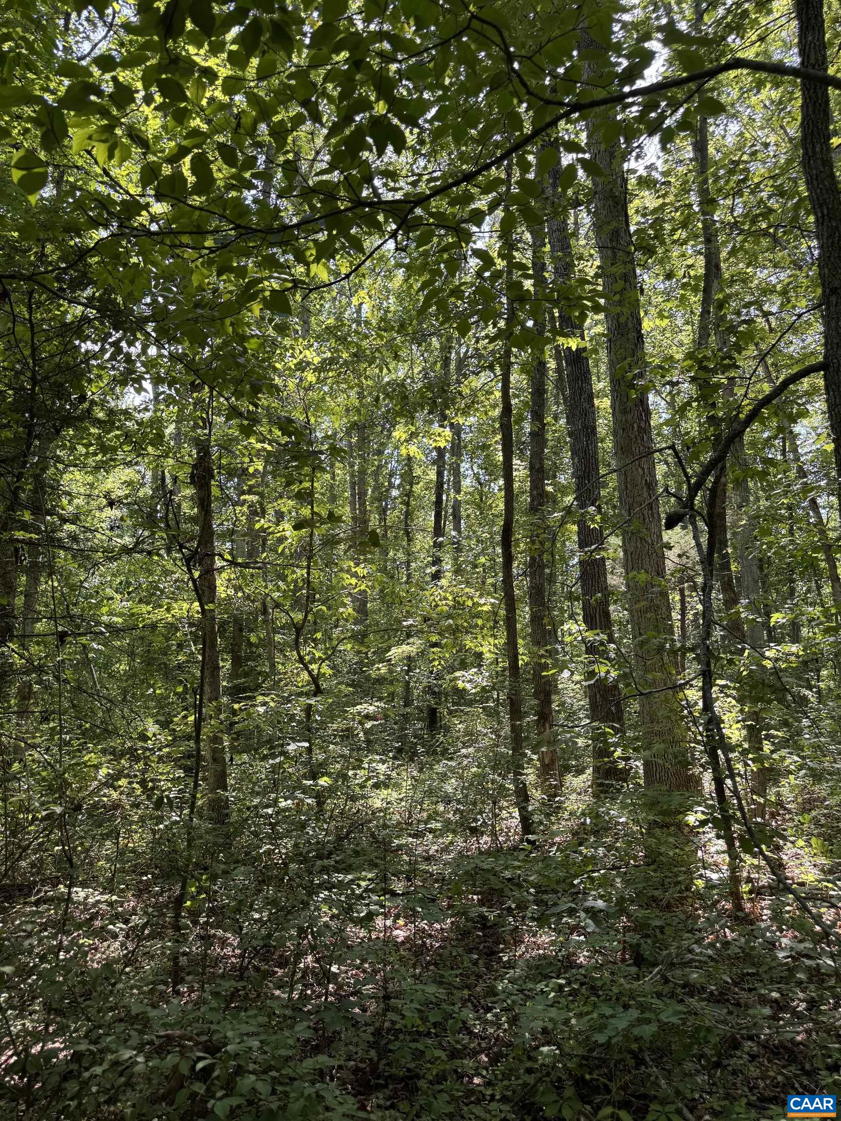 0 BAMBI CT, BEAVERDAM, Virginia 23015, ,Land,Wards Forest Lot 1 Sec C,0 BAMBI CT,679201 MLS # 679201 0 BAMBI CT, BEAVERDAM, Virginia 23015, ,Land,Wards Forest Lot 1 Sec C,0 BAMBI CT,679201 MLS # 679201