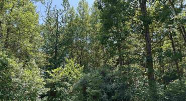 0 BAMBI CT, BEAVERDAM, Virginia 23015, ,Land,Wards Forest Lot 1 Sec C,0 BAMBI CT,679201 MLS # 679201