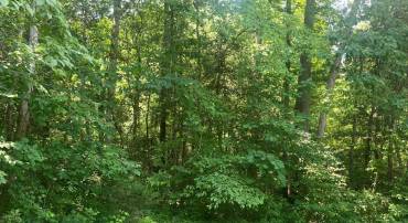 5517 FOREST VIEW DR, PARTLOW, Virginia 22534, ,Land,5517 FOREST VIEW DR,VASP2043072 MLS # VASP2043072