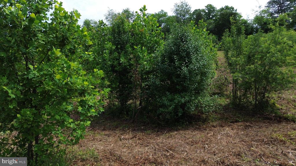 24375 CONSTITUTION HWY, UNIONVILLE, Virginia 22567, ,Land,24375 CONSTITUTION HWY,VAOR2014518 MLS # VAOR2014518 24375 CONSTITUTION HWY, UNIONVILLE, Virginia 22567, ,Land,24375 CONSTITUTION HWY,VAOR2014518 MLS # VAOR2014518
