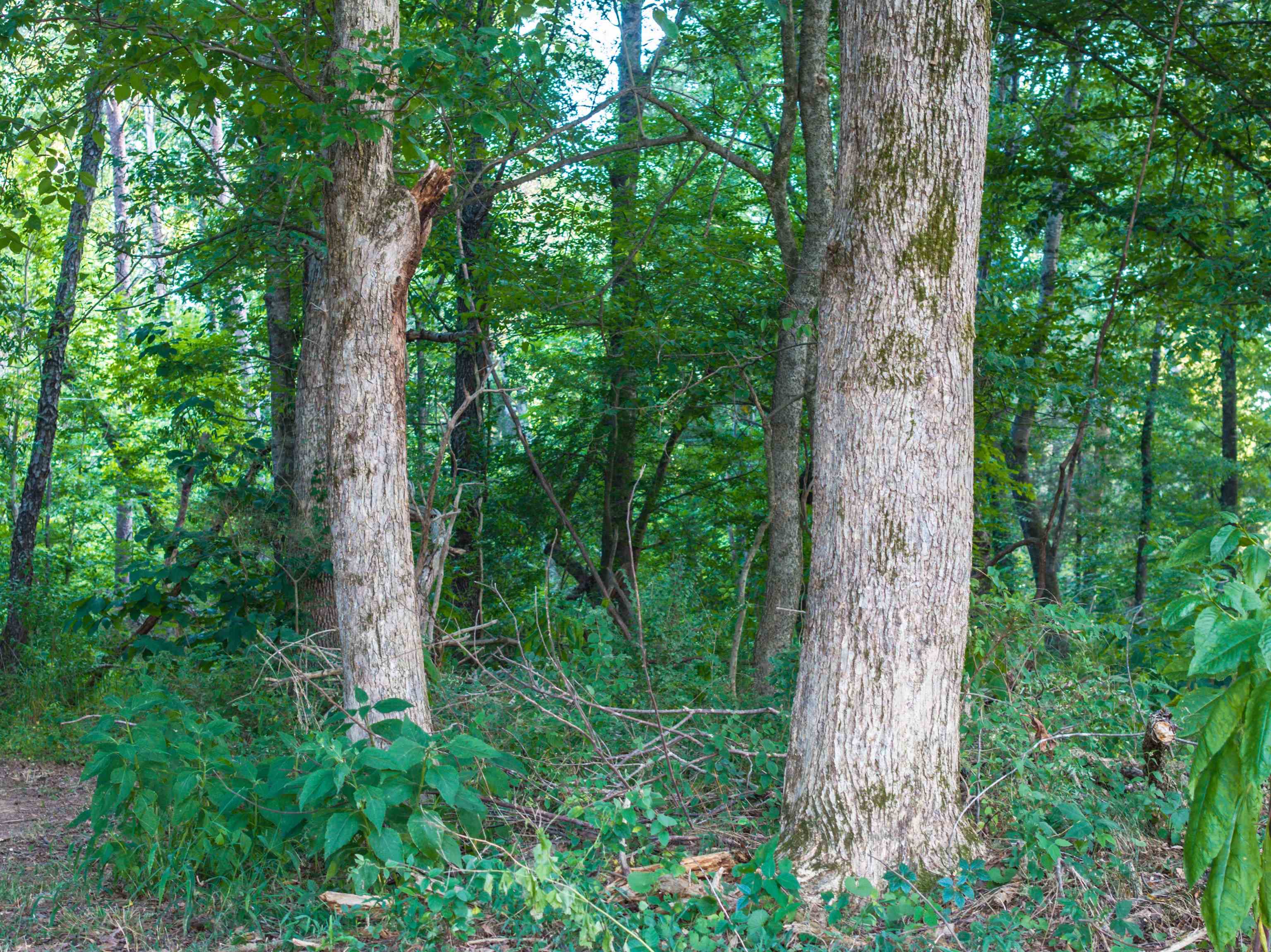 TBD BRIDGEPORT RD, ARVONIA, Virginia 23004, ,Land,TBD BRIDGEPORT RD,679306 MLS # 679306 TBD BRIDGEPORT RD, ARVONIA, Virginia 23004, ,Land,TBD BRIDGEPORT RD,679306 MLS # 679306