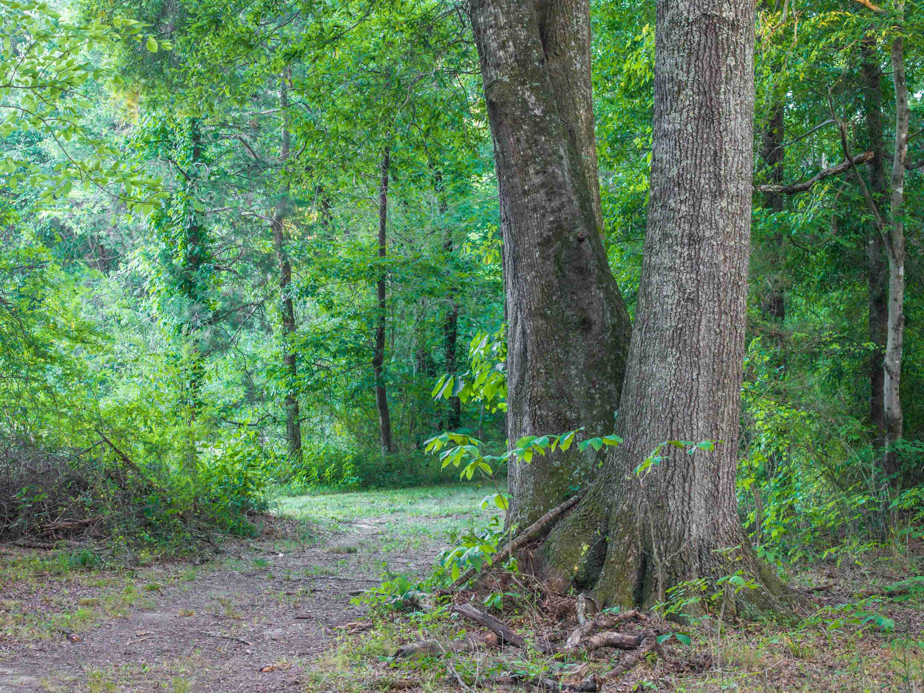 TBD BRIDGEPORT RD, ARVONIA, Virginia 23004, ,Land,TBD BRIDGEPORT RD,679306 MLS # 679306 TBD BRIDGEPORT RD, ARVONIA, Virginia 23004, ,Land,TBD BRIDGEPORT RD,679306 MLS # 679306
