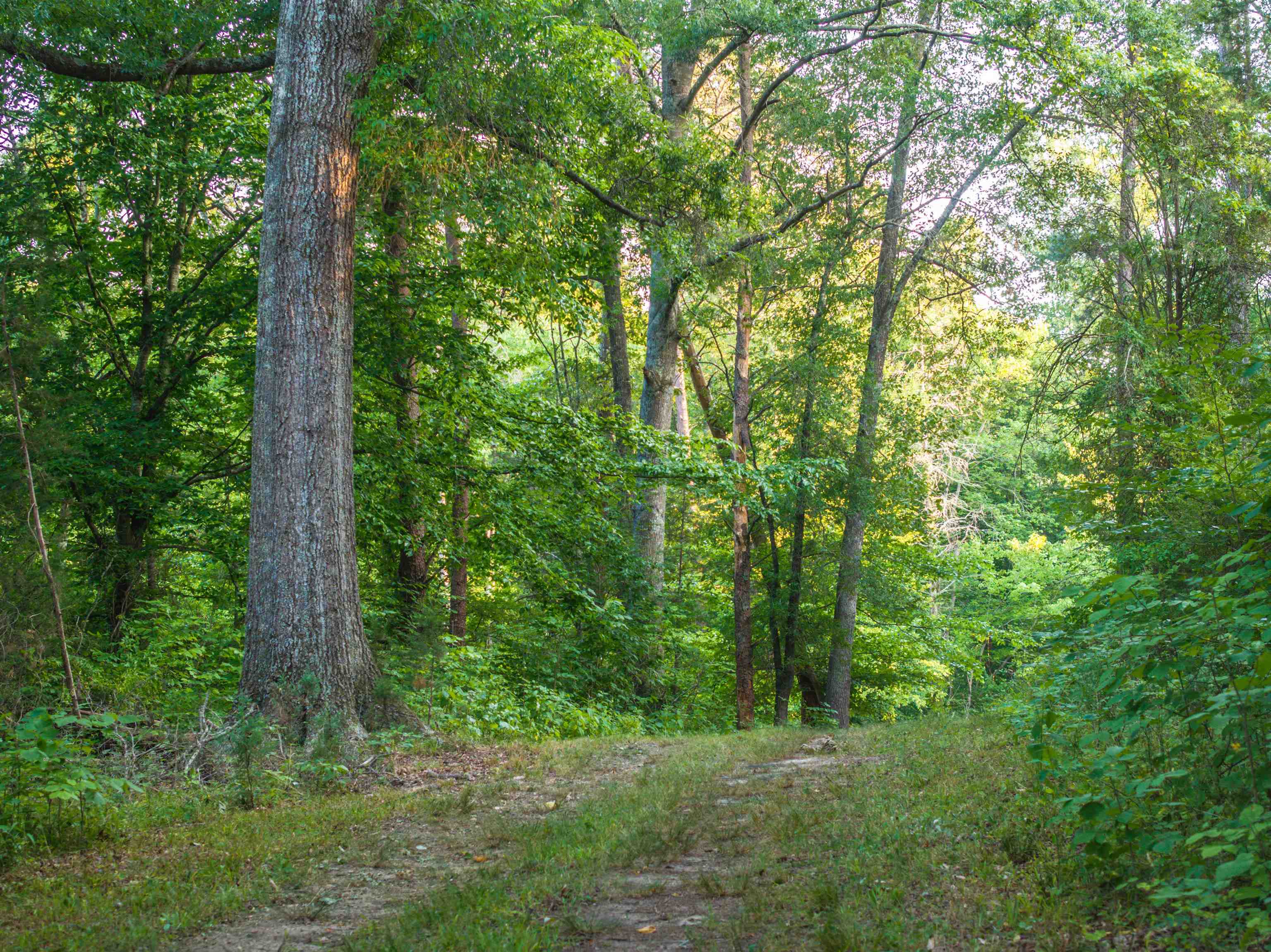 TBD BRIDGEPORT RD, ARVONIA, Virginia 23004, ,Land,TBD BRIDGEPORT RD,679306 MLS # 679306 TBD BRIDGEPORT RD, ARVONIA, Virginia 23004, ,Land,TBD BRIDGEPORT RD,679306 MLS # 679306