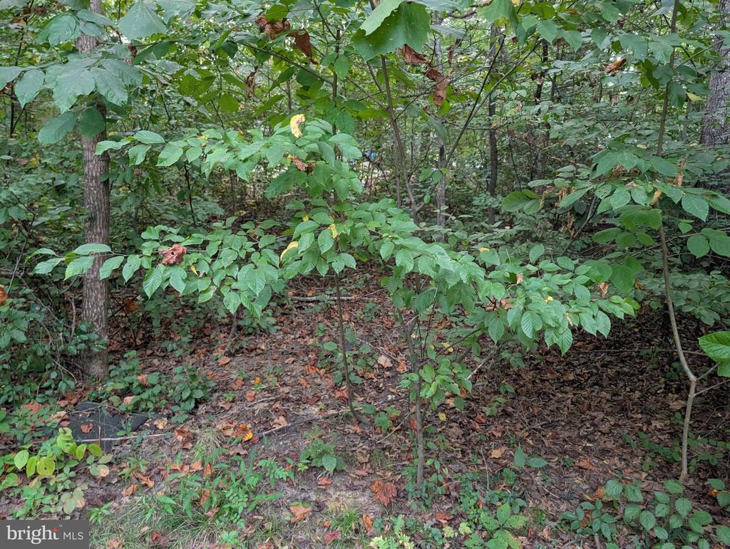 203 BATTLEFIELD RD, LOCUST GROVE, Virginia 22508, ,Land,203 BATTLEFIELD RD,VAOR2014698 MLS # VAOR2014698 203 BATTLEFIELD RD, LOCUST GROVE, Virginia 22508, ,Land,203 BATTLEFIELD RD,VAOR2014698 MLS # VAOR2014698