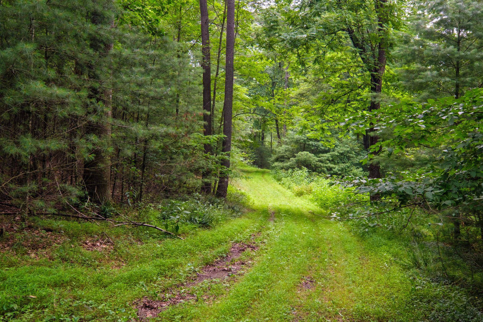 TBD CRIDERS RD, BERGTON, Virginia 22811, ,Farm,TBD CRIDERS RD,679349 MLS # 679349 TBD CRIDERS RD, BERGTON, Virginia 22811, ,Farm,TBD CRIDERS RD,679349 MLS # 679349
