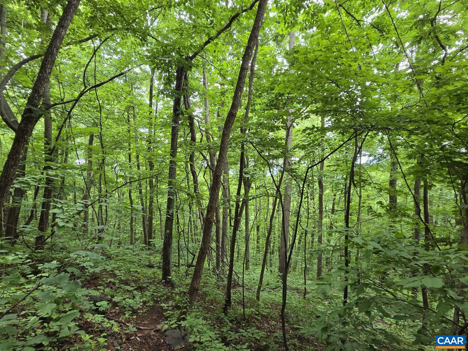 Lots 44 & 45 RED BIRD DR, STANARDSVILLE, Virginia 22973, ,Land,Lots 44 & 45 RED BIRD DR,679490 MLS # 679490 Lots 44 & 45 RED BIRD DR, STANARDSVILLE, Virginia 22973, ,Land,Lots 44 & 45 RED BIRD DR,679490 MLS # 679490