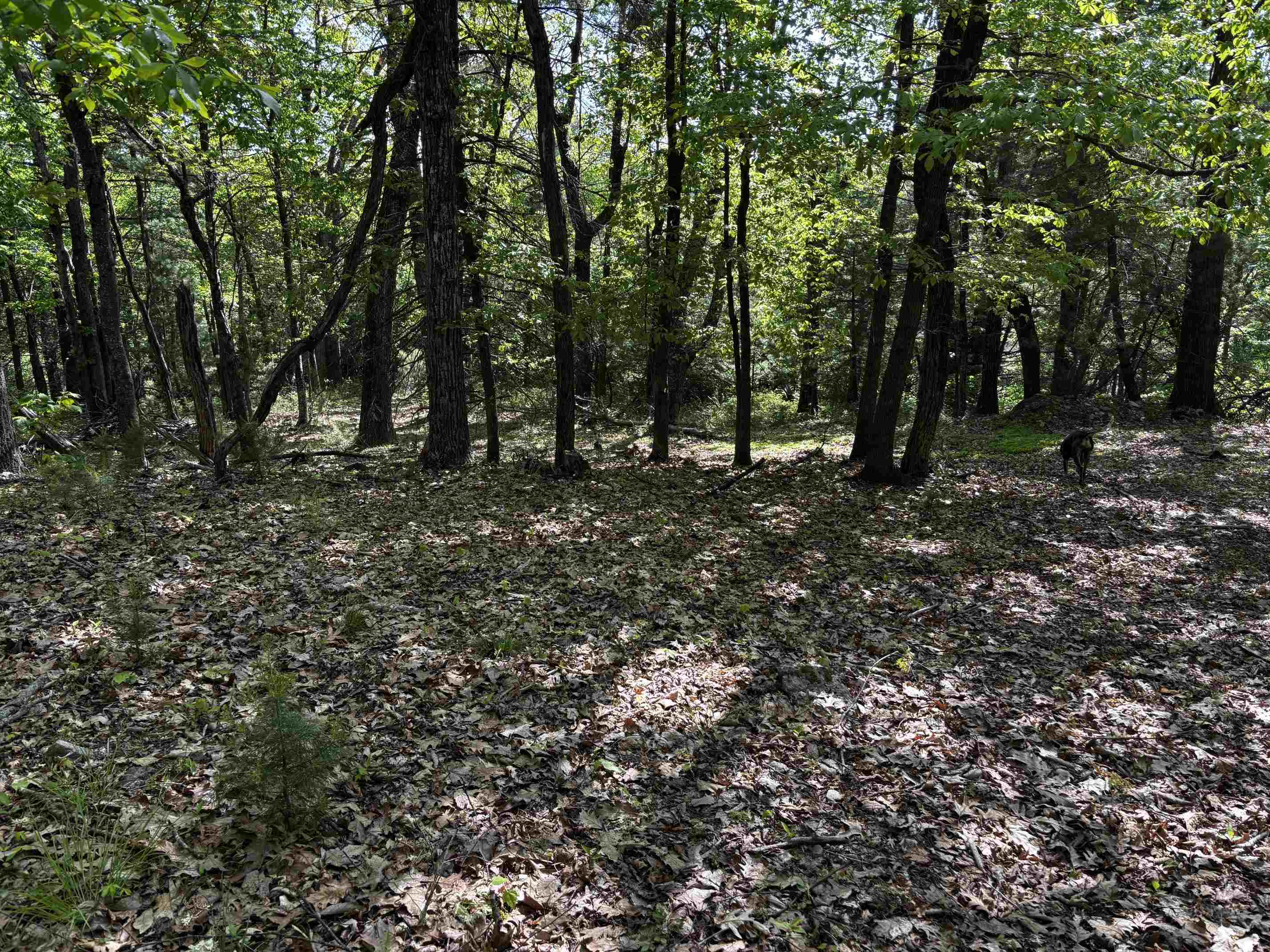 TBD, VESUVIUS, Virginia 24483, ,Land,TBD,679559 MLS # 679559 TBD, VESUVIUS, Virginia 24483, ,Land,TBD,679559 MLS # 679559