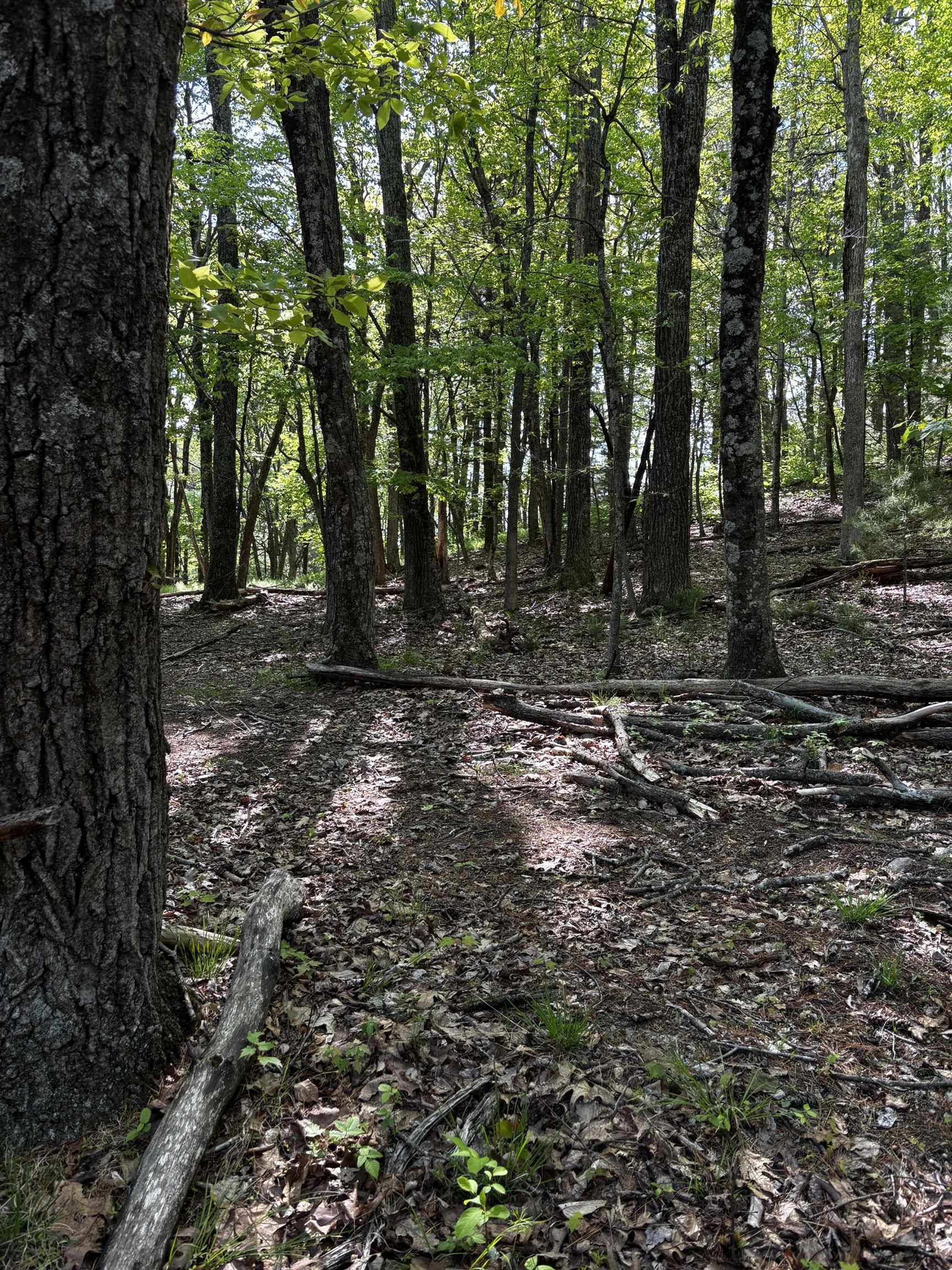 TBD, VESUVIUS, Virginia 24483, ,Land,TBD,679559 MLS # 679559 TBD, VESUVIUS, Virginia 24483, ,Land,TBD,679559 MLS # 679559