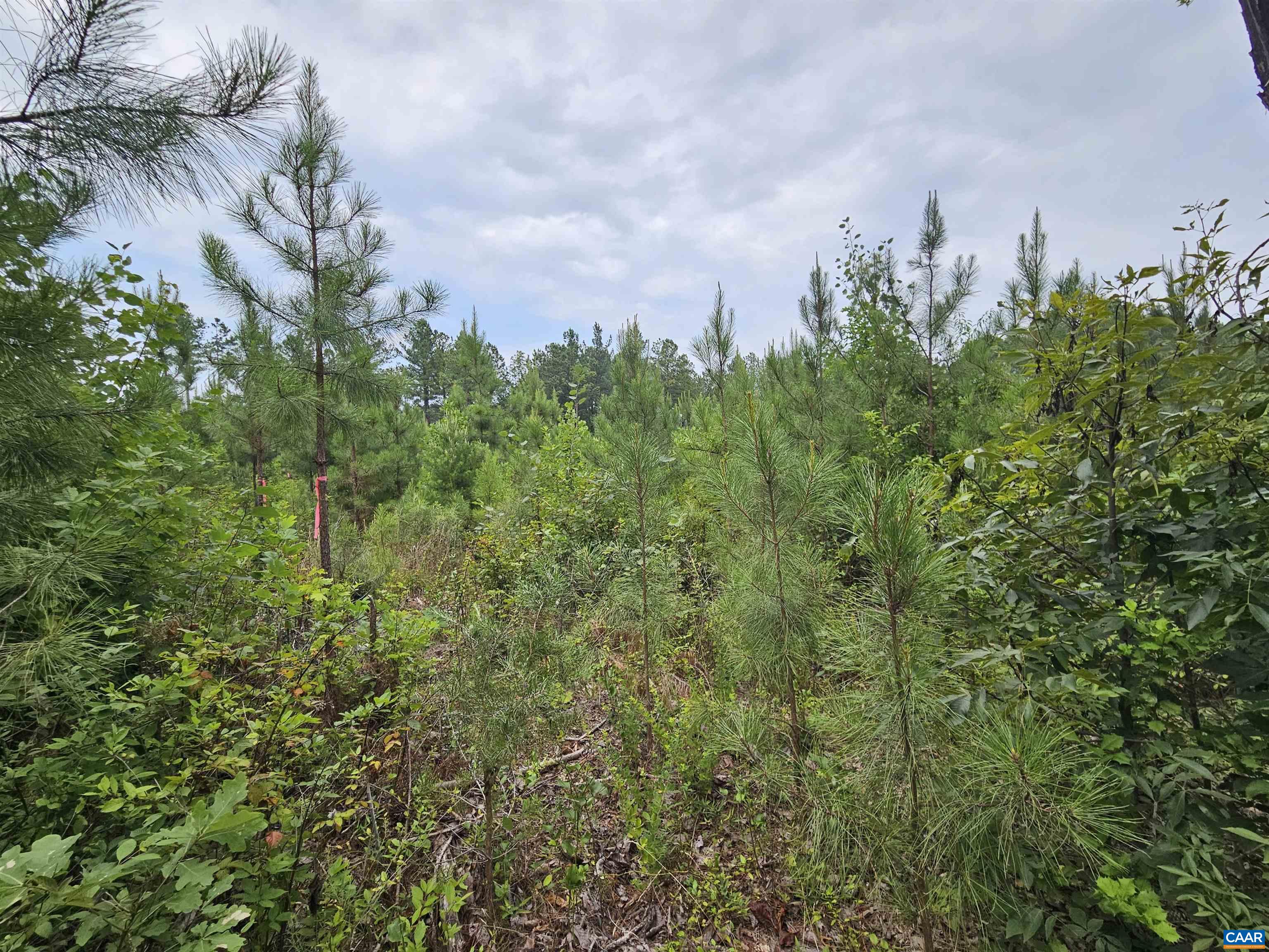 2.67 Ac PENLAN RD, ARVONIA, Virginia 23004, ,Land,2.67 Ac PENLAN RD,679763 MLS # 679763 2.67 Ac PENLAN RD, ARVONIA, Virginia 23004, ,Land,2.67 Ac PENLAN RD,679763 MLS # 679763