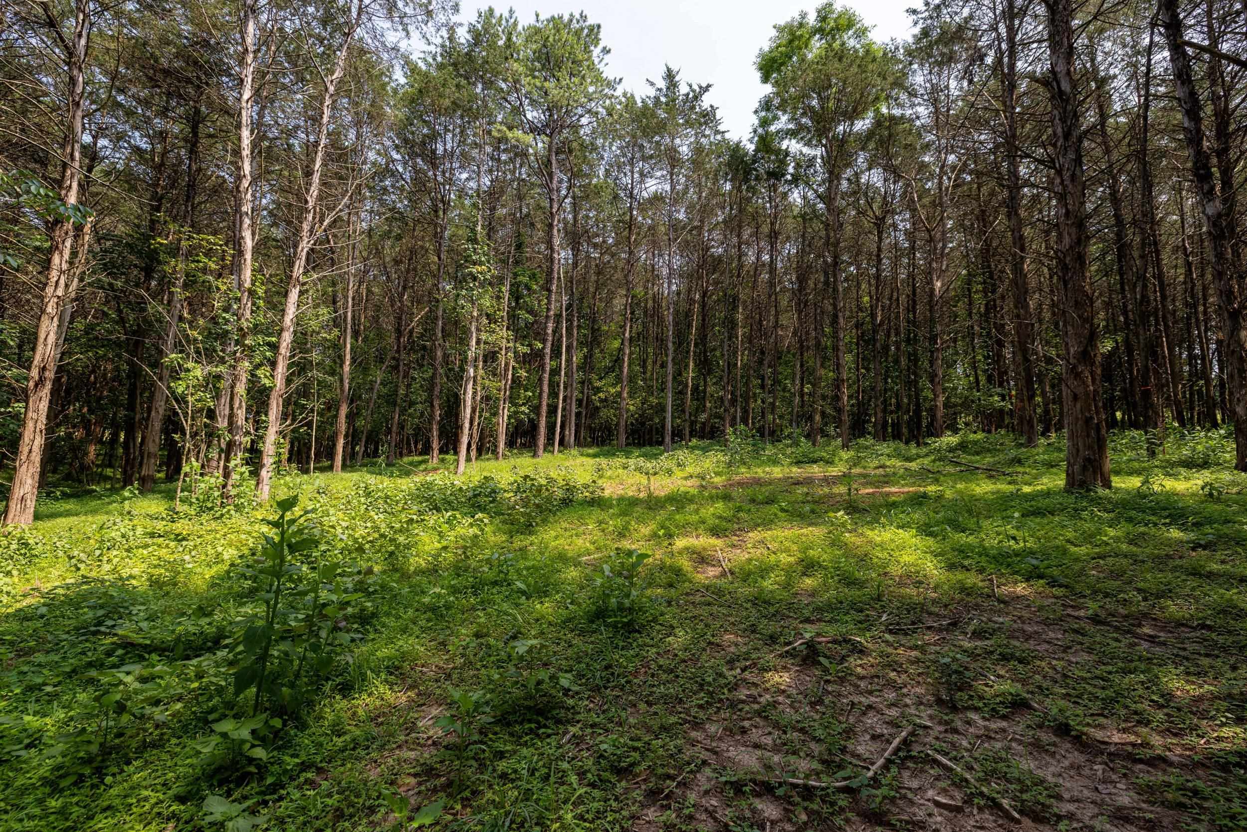 TBD US HWY 211 W, LURAY, Virginia 22835, ,Land,TBD US HWY 211 W, Luray, VA 22835,TBD US HWY 211 W,679783 MLS # 679783 TBD US HWY 211 W, LURAY, Virginia 22835, ,Land,TBD US HWY 211 W, Luray, VA 22835,TBD US HWY 211 W,679783 MLS # 679783