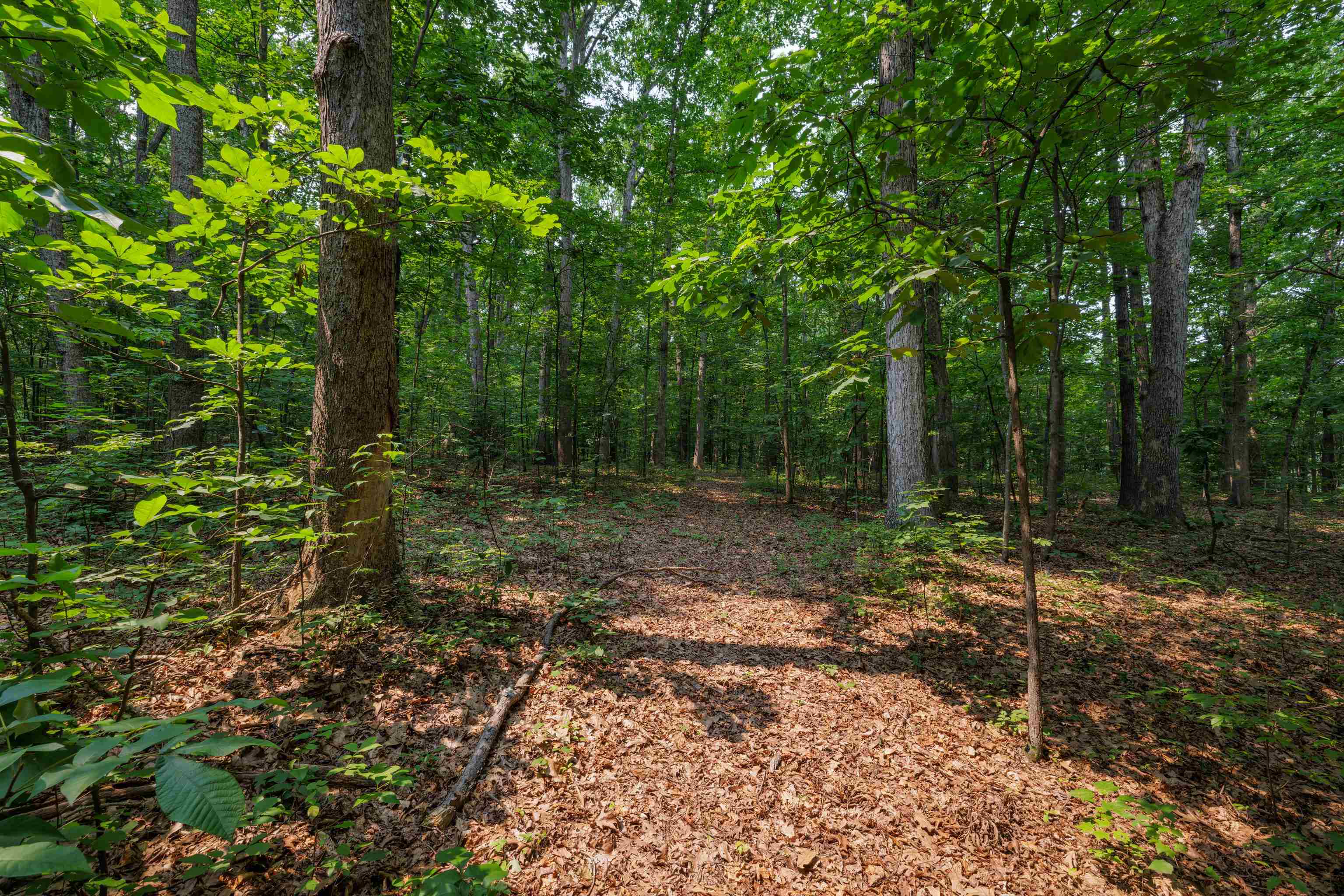 TBD BROADHEAD SCHOOL RD, GREENVILLE, Virginia 24440, ,Land,TBD BROADHEAD SCHOOL RD,679787 MLS # 679787 TBD BROADHEAD SCHOOL RD, GREENVILLE, Virginia 24440, ,Land,TBD BROADHEAD SCHOOL RD,679787 MLS # 679787