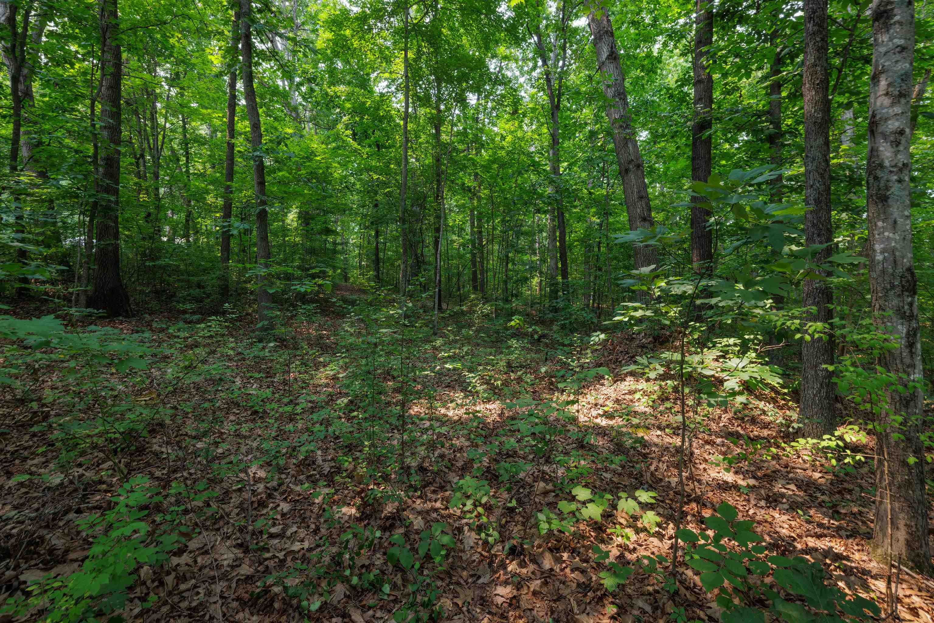 TBD BROADHEAD SCHOOL RD, GREENVILLE, Virginia 24440, ,Land,TBD BROADHEAD SCHOOL RD,679787 MLS # 679787 TBD BROADHEAD SCHOOL RD, GREENVILLE, Virginia 24440, ,Land,TBD BROADHEAD SCHOOL RD,679787 MLS # 679787