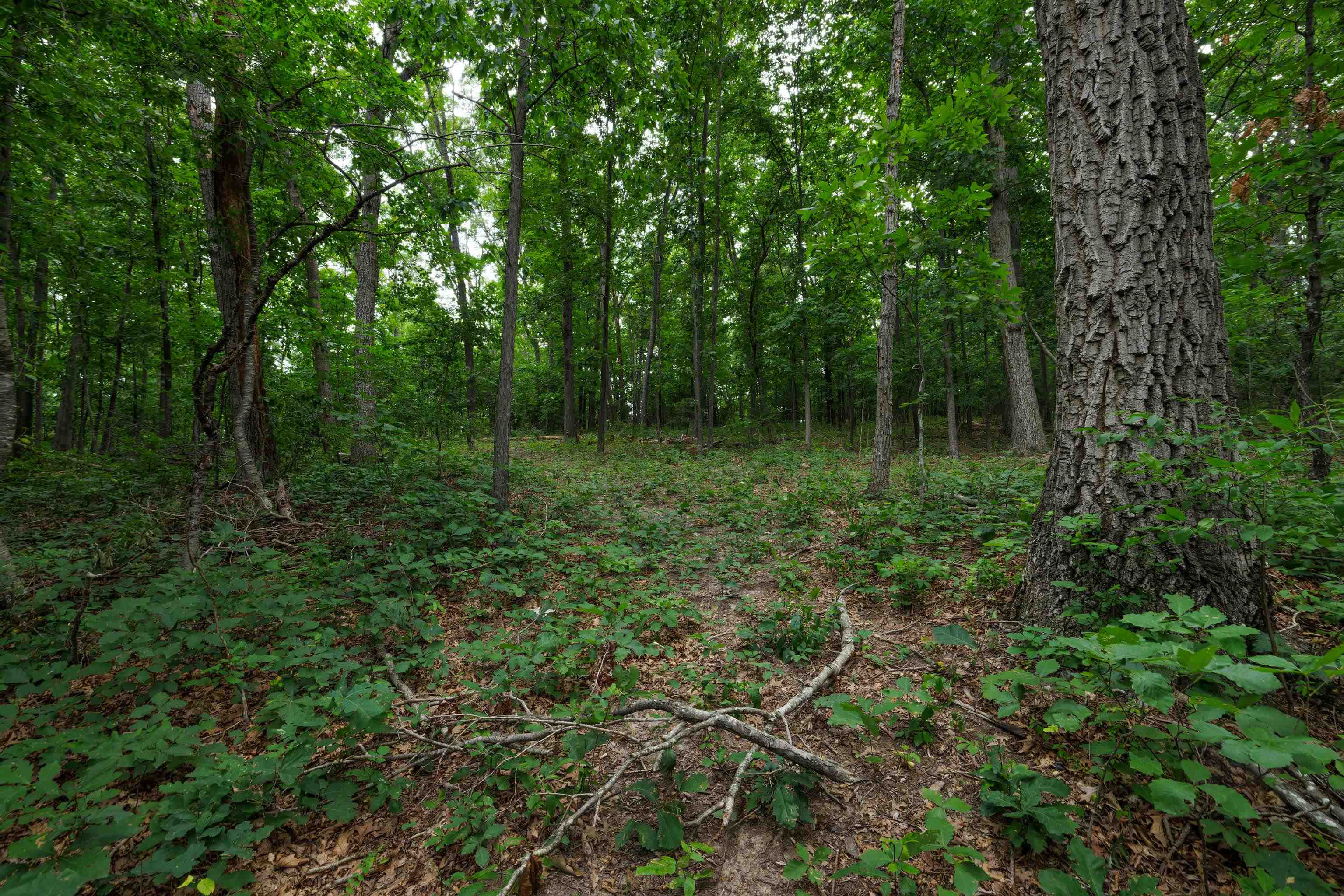 0 PINE BLUFF RD, WAYNESBORO, Virginia 22980, ,Land,0 PINE BLUFF RD,679895 MLS # 679895