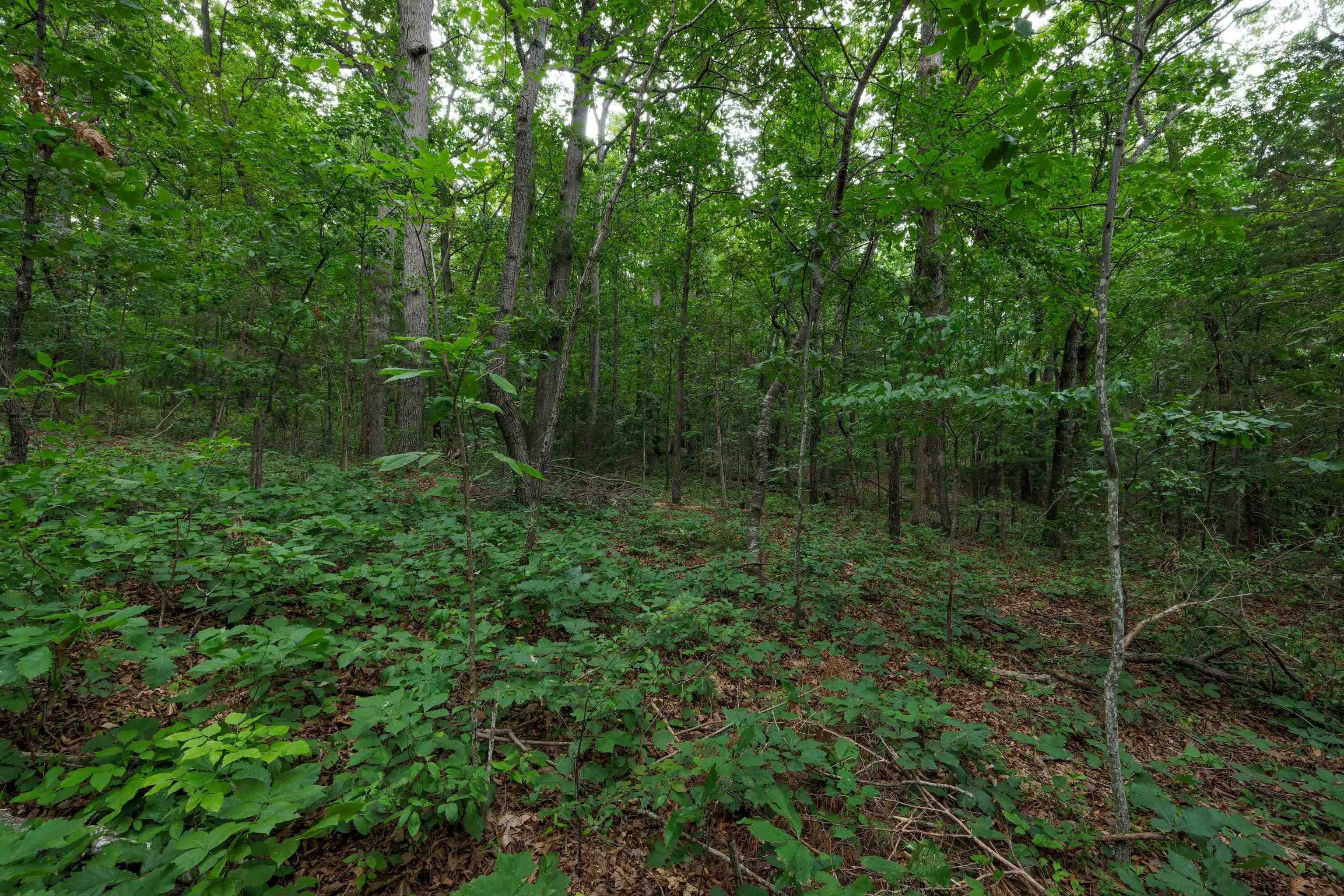 0 PINE BLUFF RD, WAYNESBORO, Virginia 22980, ,Land,0 PINE BLUFF RD,679895 MLS # 679895