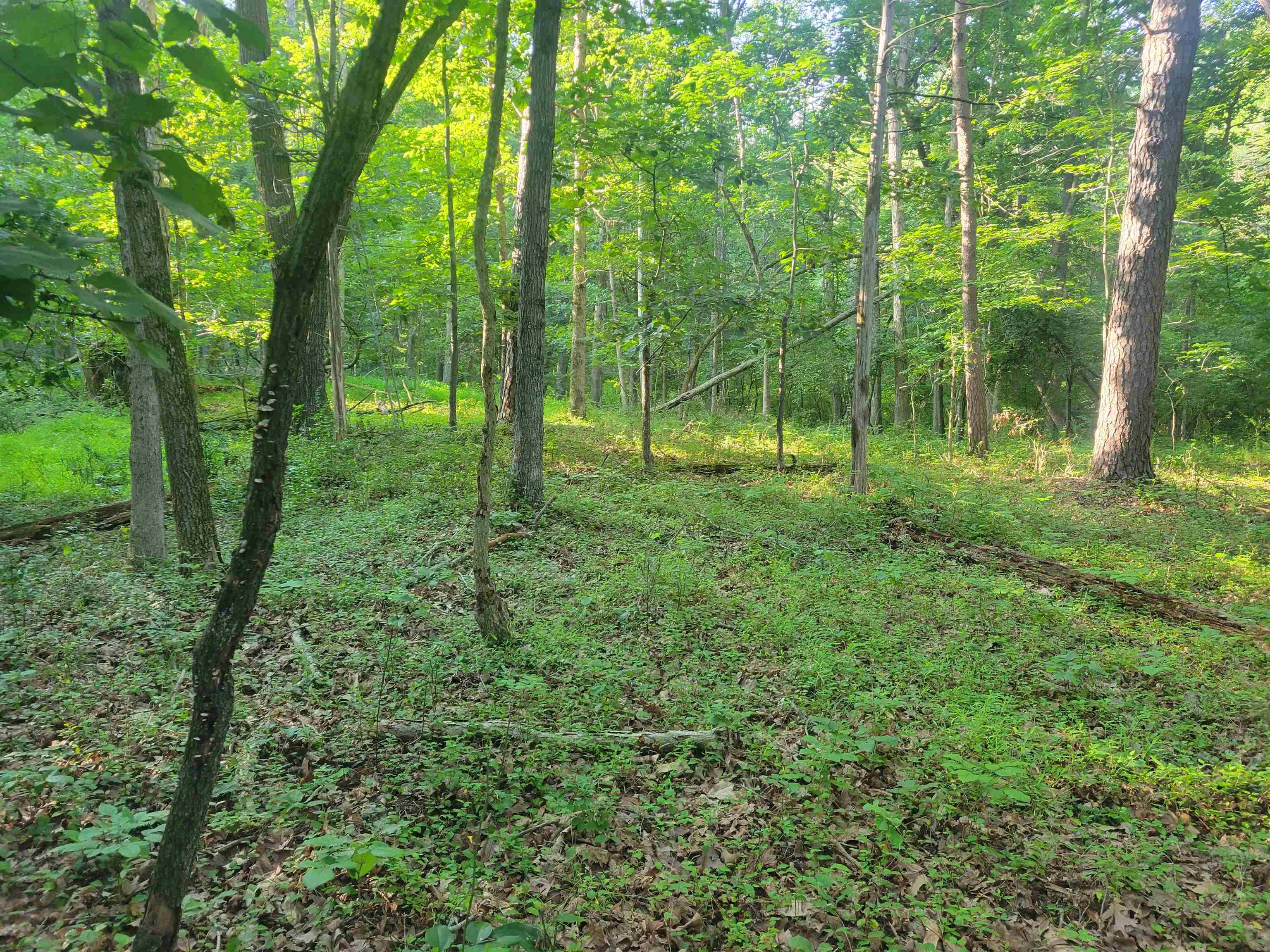 0 SUNDANCE MOUNTAIN RD, NEW MARKET, Virginia 22844, ,Land,0 SUNDANCE MOUNTAIN RD,679955 MLS # 679955