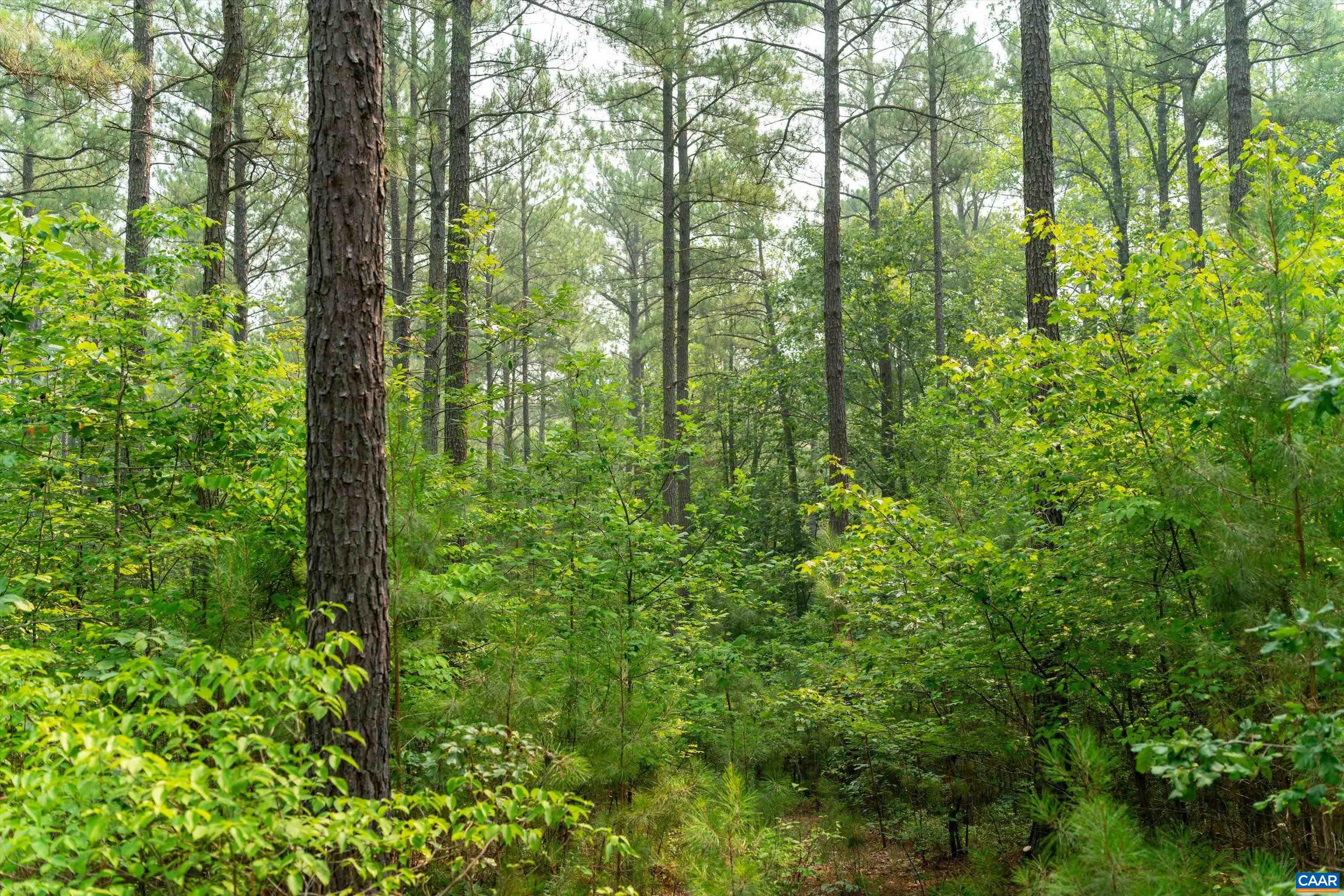 8 PINEY MOUNTAIN LN, PALMYRA, Virginia 22963, ,Land,8 PINEY MOUNTAIN LN,679989 MLS # 679989