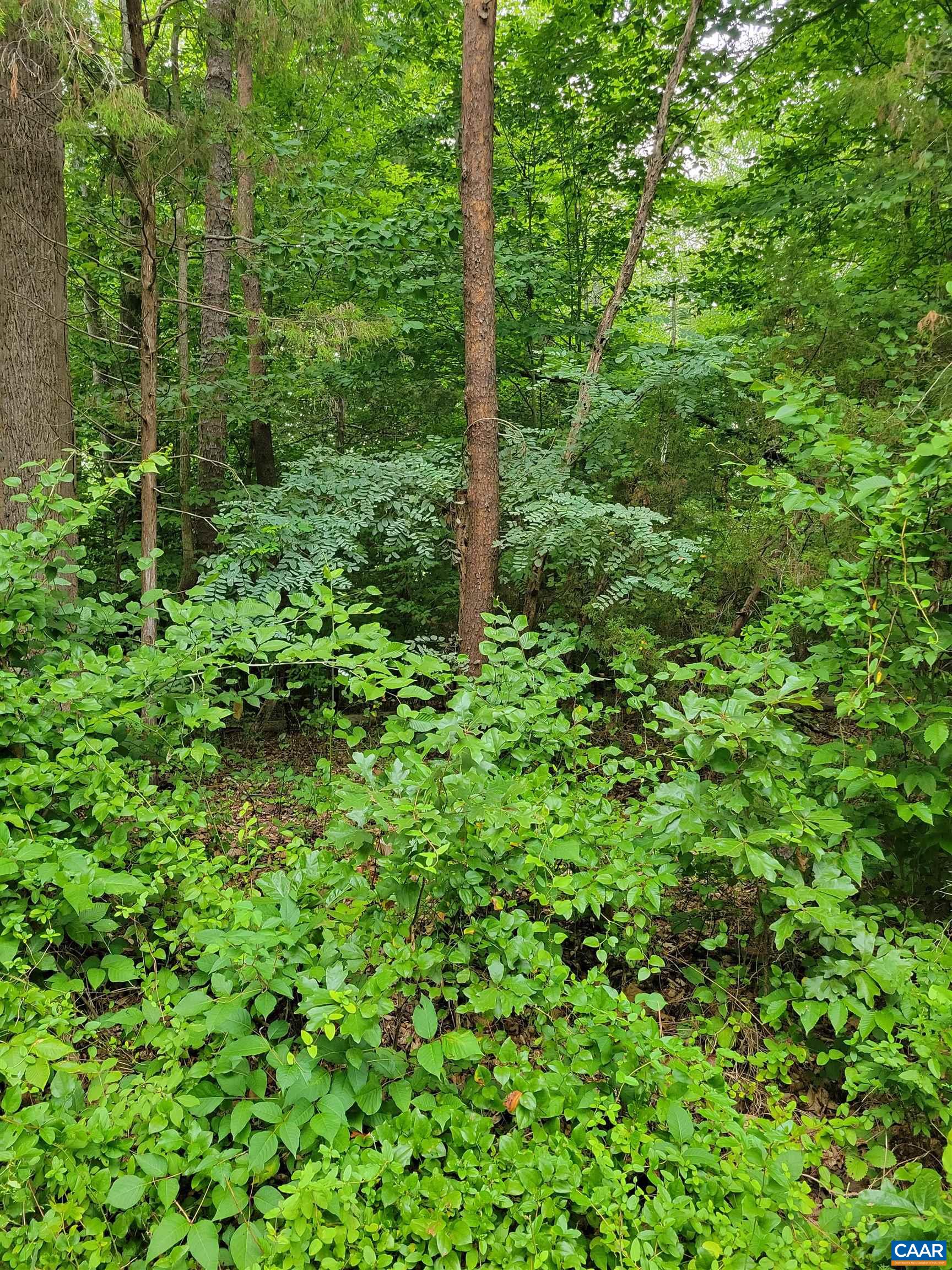 0 JENNINGS DR, PALMYRA, Virginia 22963, ,Land,0 JENNINGS DR,680030 MLS # 680030 0 JENNINGS DR, PALMYRA, Virginia 22963, ,Land,0 JENNINGS DR,680030 MLS # 680030