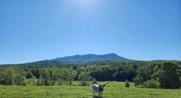 TBD INDIAN TRAIL RD, PENN LAIRD, Virginia 22846, ,Land,TBD INDIAN TRAIL RD,678406 MLS # 678406