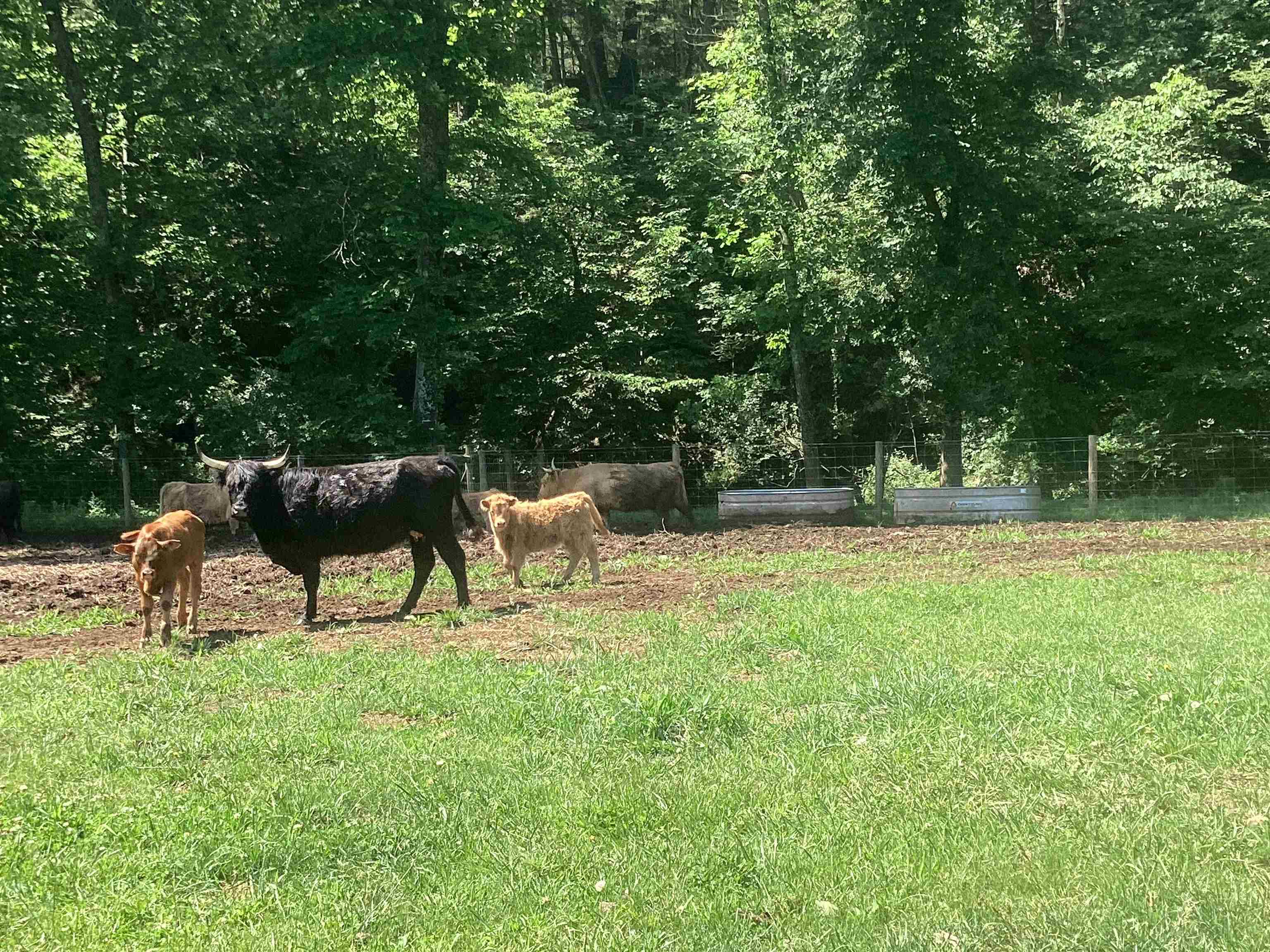 0 ORKNEY GRADE, MOUNT JACKSON, Virginia 22842, ,Land,0 ORKNEY GRADE,678431 MLS # 678431 0 ORKNEY GRADE, MOUNT JACKSON, Virginia 22842, ,Land,0 ORKNEY GRADE,678431 MLS # 678431