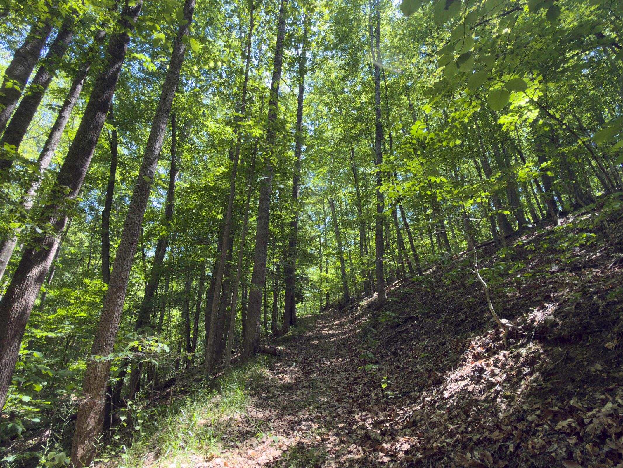 Existing ATV/hiking trails in the woods that connect to the National Forest!