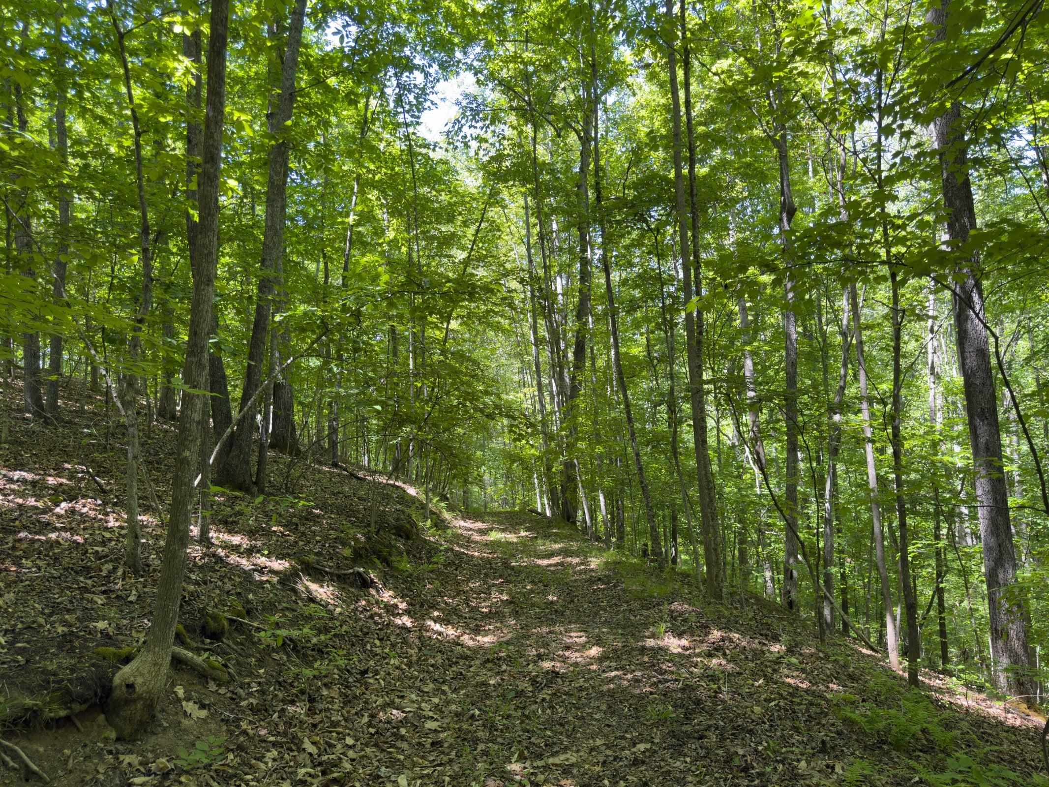 More trails
