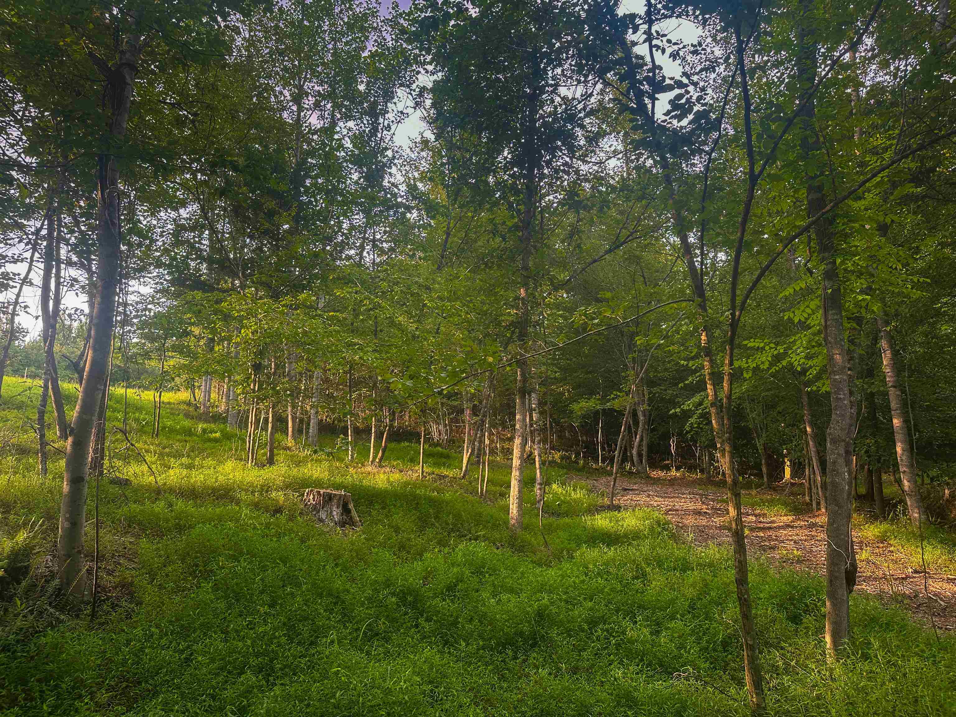 Lot 6 GILBERT STATION RD, BARBOURSVILLE, Virginia 22923, ,Land,Lot 6 GILBERT STATION RD,680432 MLS # 680432 Lot 6 GILBERT STATION RD, BARBOURSVILLE, Virginia 22923, ,Land,Lot 6 GILBERT STATION RD,680432 MLS # 680432