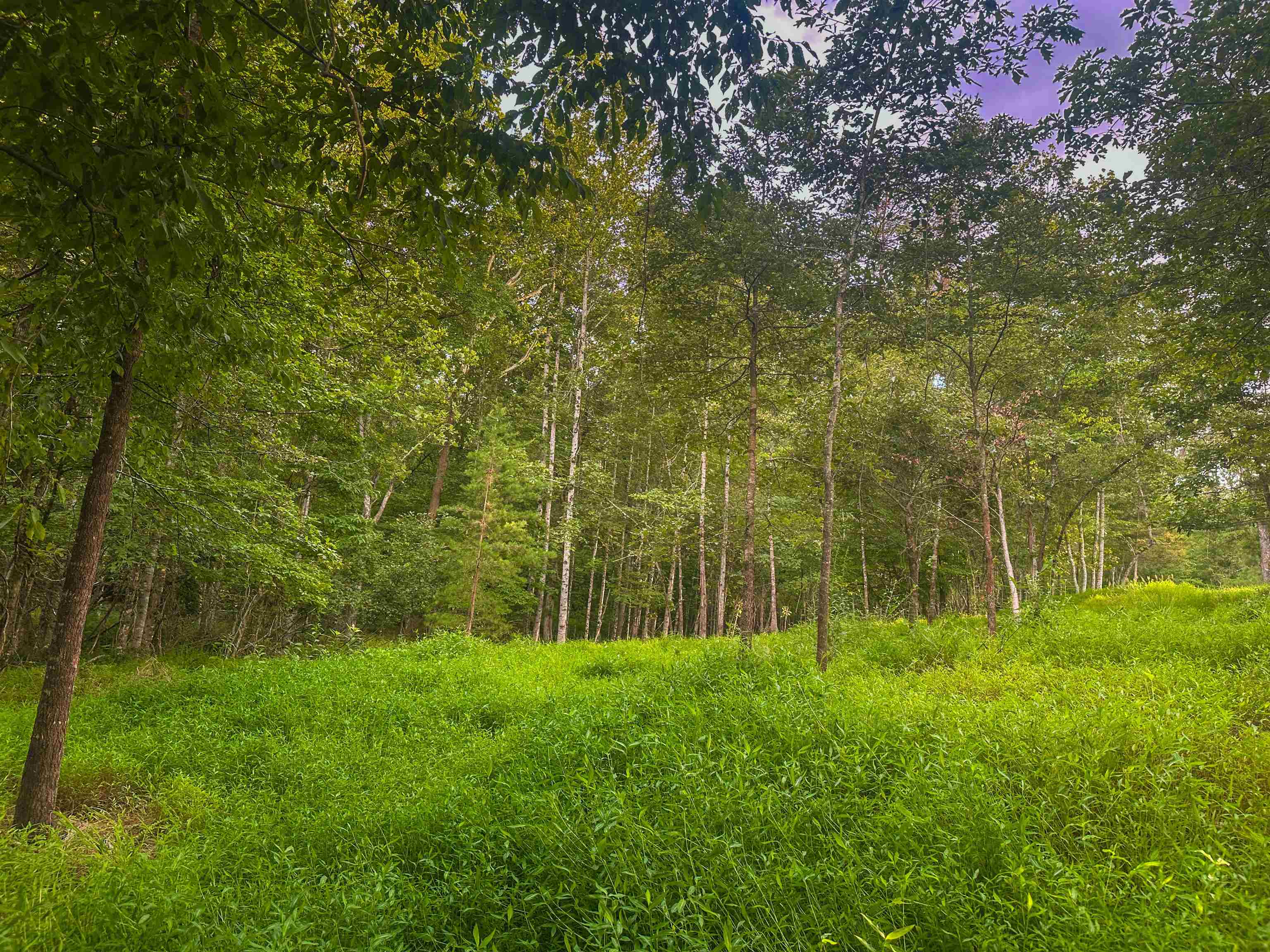 Lot 6 GILBERT STATION RD, BARBOURSVILLE, Virginia 22923, ,Land,Lot 6 GILBERT STATION RD,680432 MLS # 680432 Lot 6 GILBERT STATION RD, BARBOURSVILLE, Virginia 22923, ,Land,Lot 6 GILBERT STATION RD,680432 MLS # 680432