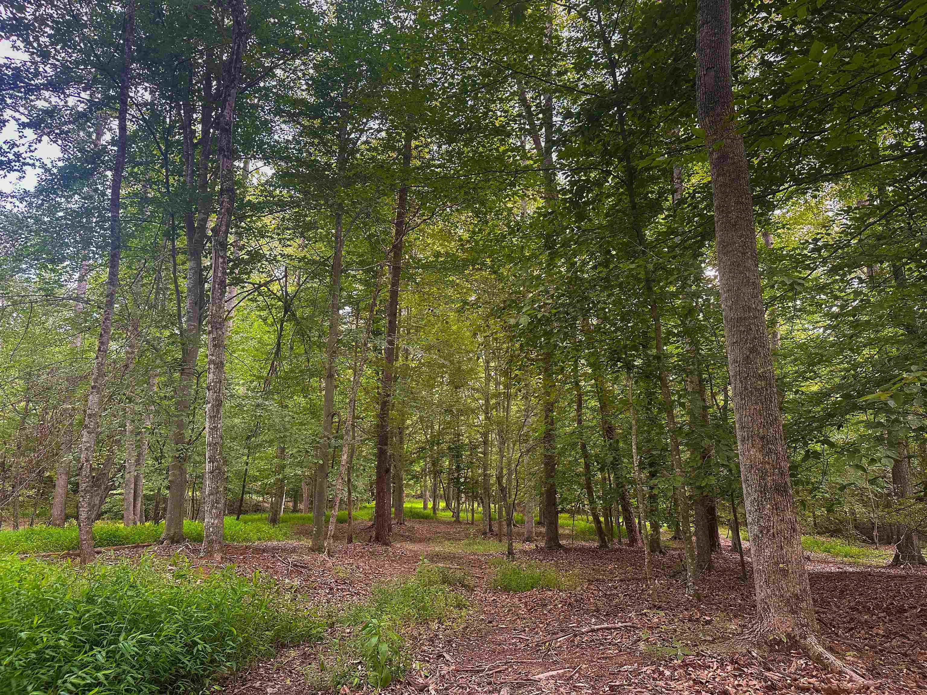 Lot 6 GILBERT STATION RD, BARBOURSVILLE, Virginia 22923, ,Land,Lot 6 GILBERT STATION RD,680432 MLS # 680432 Lot 6 GILBERT STATION RD, BARBOURSVILLE, Virginia 22923, ,Land,Lot 6 GILBERT STATION RD,680432 MLS # 680432